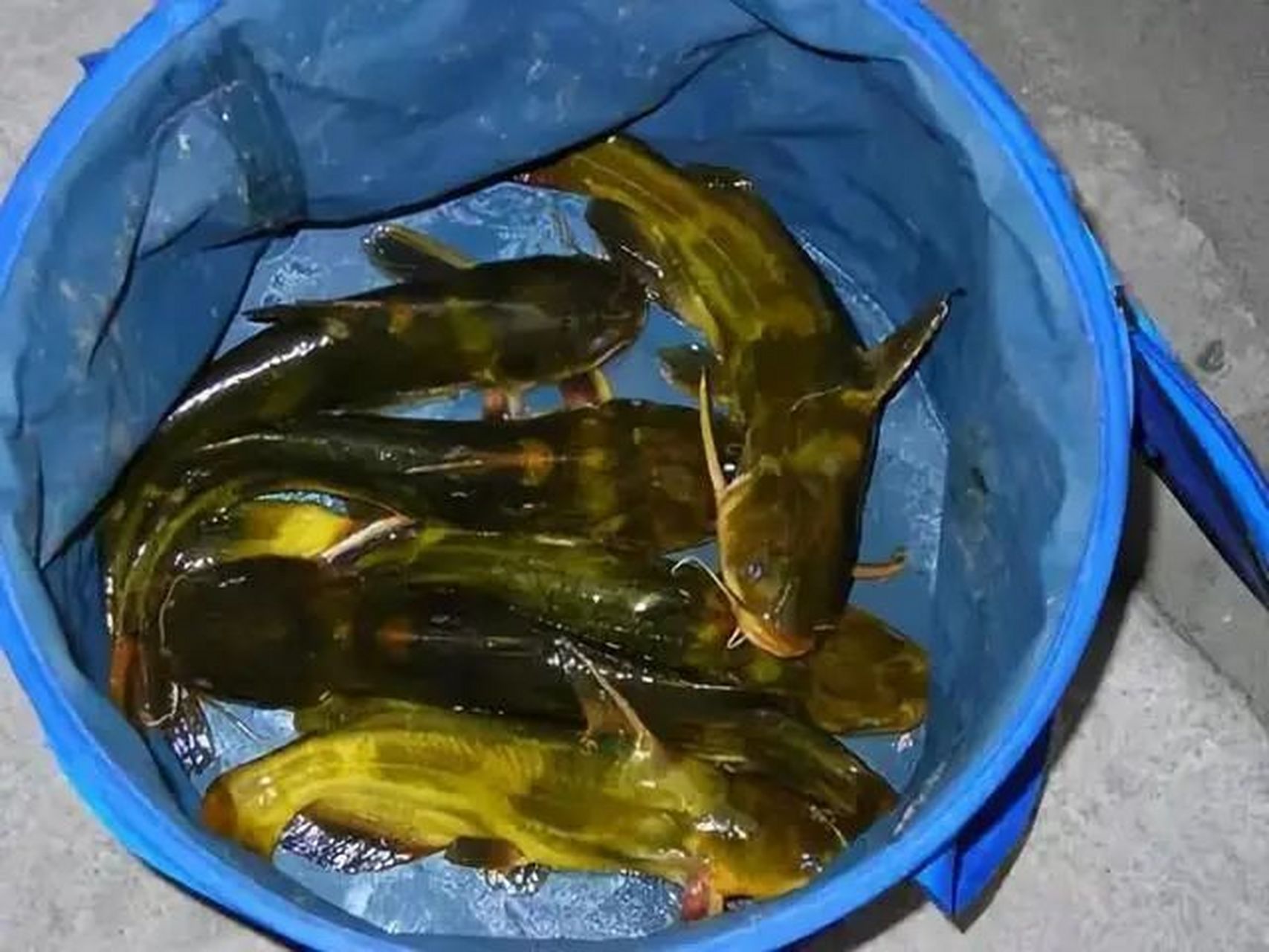 野钓黄辣丁技巧 钓黄辣丁不需要买专用的窝料和饵料,便宜好用的还是蚯