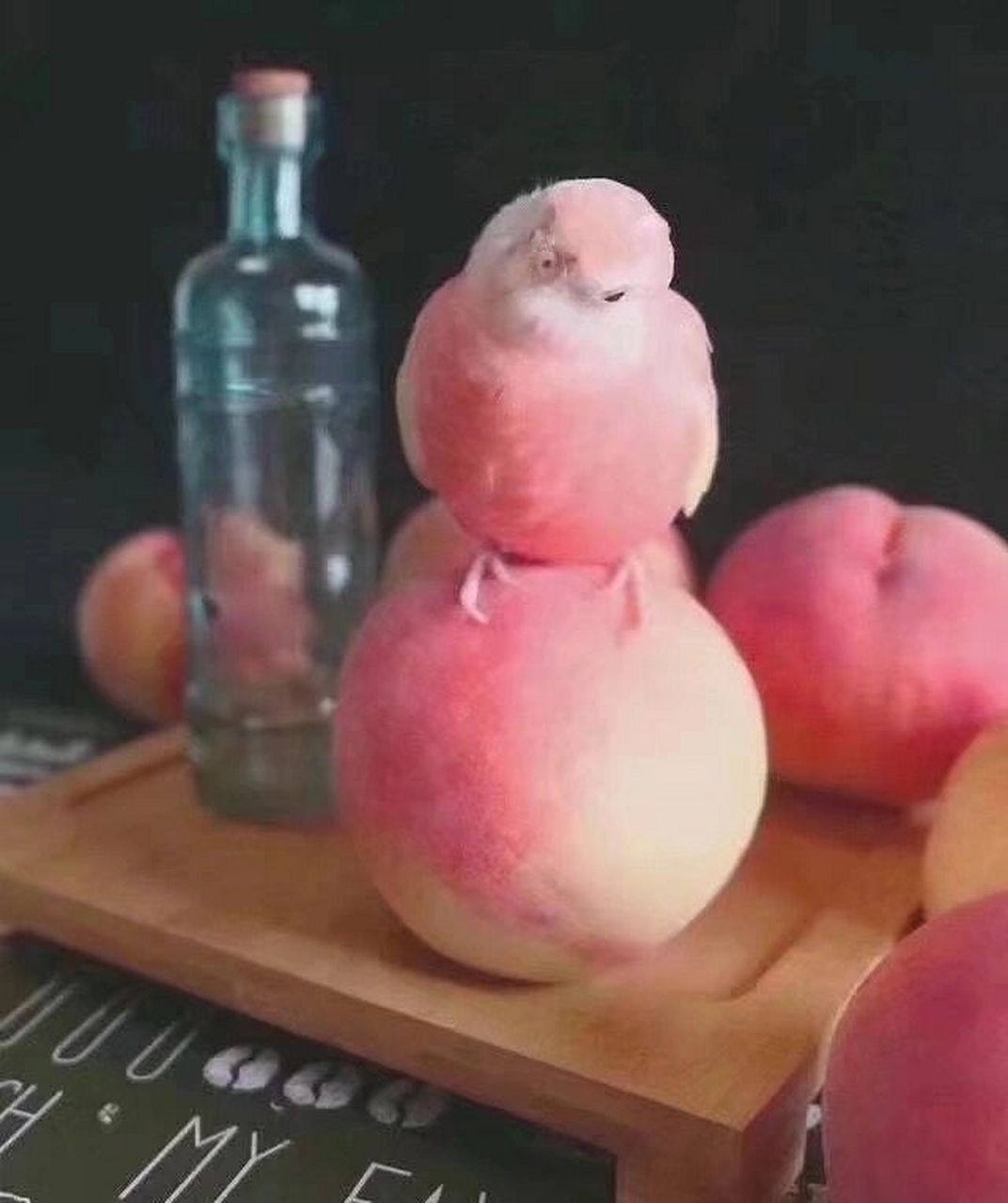 好可爱的水蜜桃鹦鹉呀🥹 水蜜桃鹦鹉原称为伯克氏草原鹦鹉,是一种常