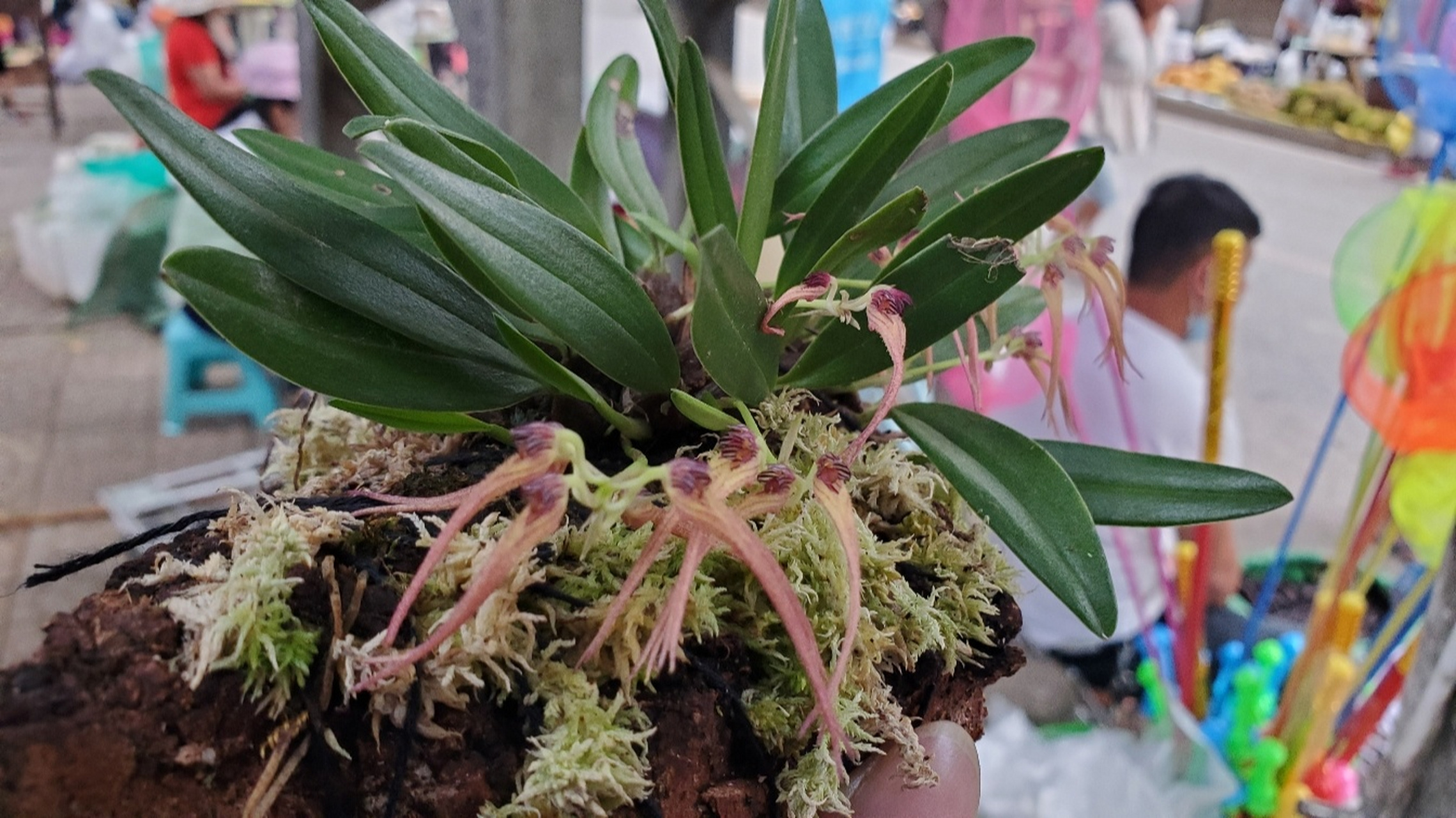 罕见的卷瓣兰品种 #花卉绿植