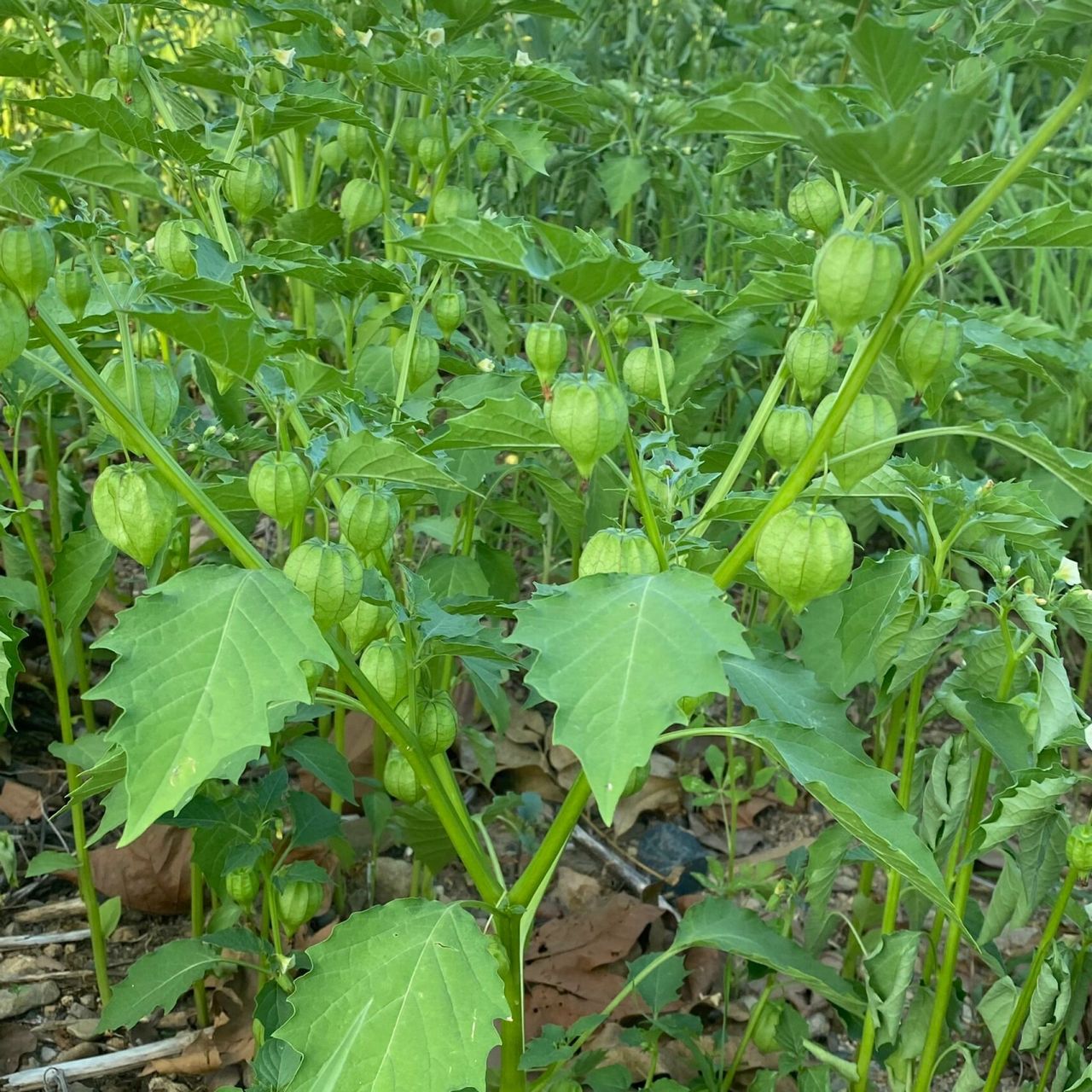 你们知道这是什么植物吗 在公园空地上看到一片灯笼果,很好看的样子