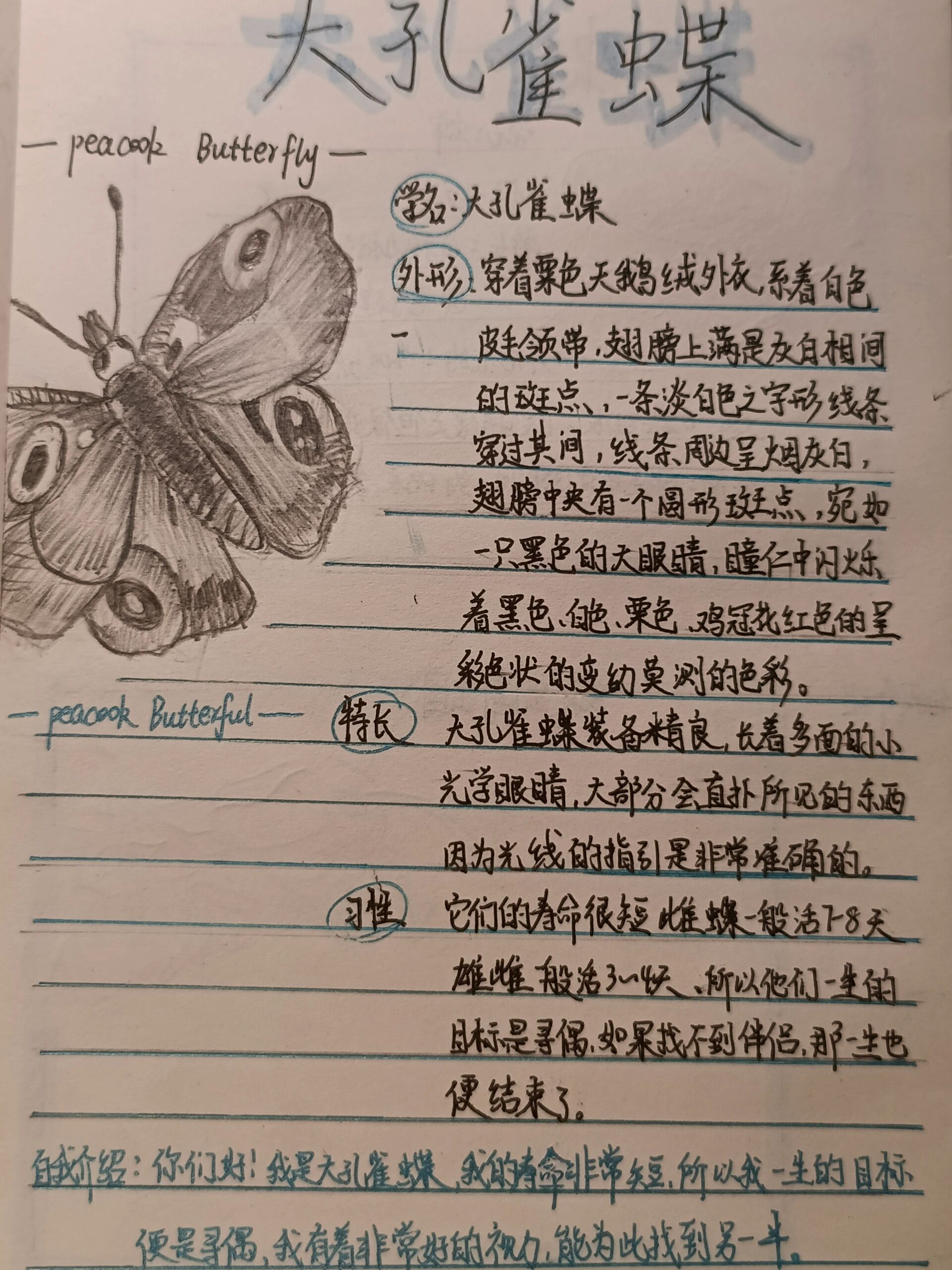 大孔雀蝶昆虫记昆虫档案