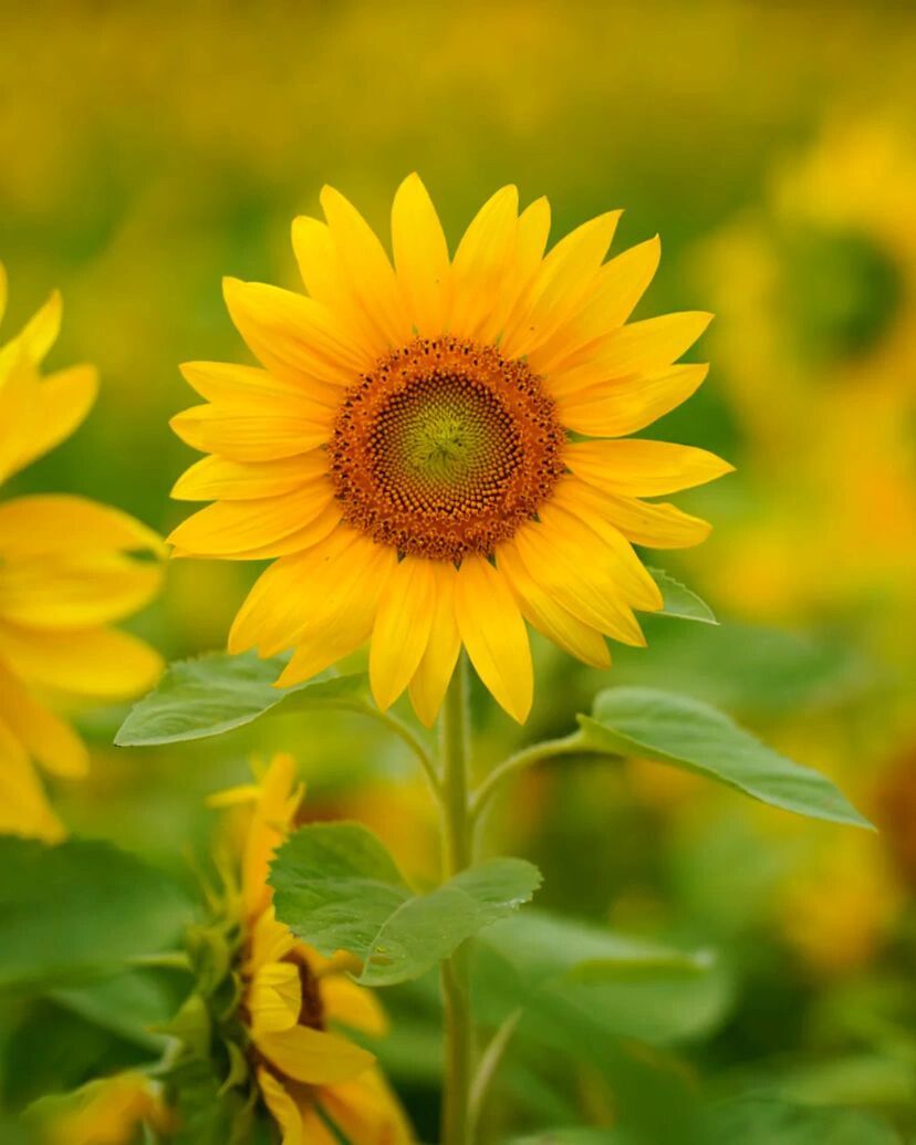 向日葵就像是金黄色的小太阳,总给人以温暖,有治愈人心的力量.