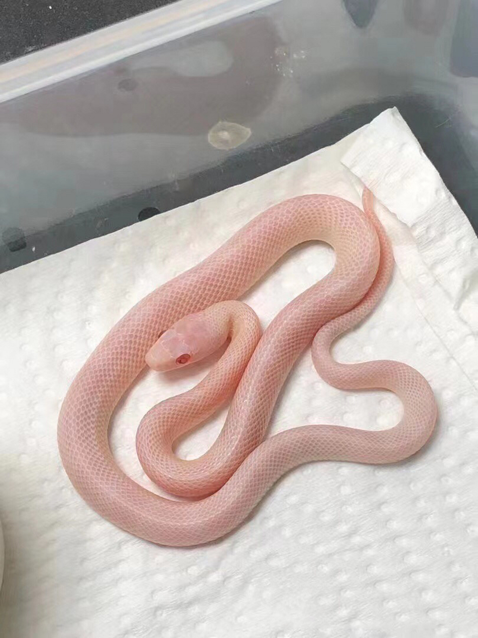 玉米蛇特价啦! 暴风雪雪白统统特价!有喜欢的不要错过!欢迎问价!