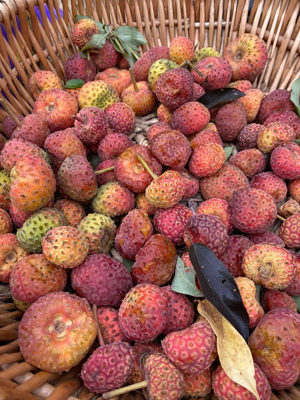 在云南遇到的神奇果实 1 野生鸡嗉子或者鸡数子,又叫野荔枝.