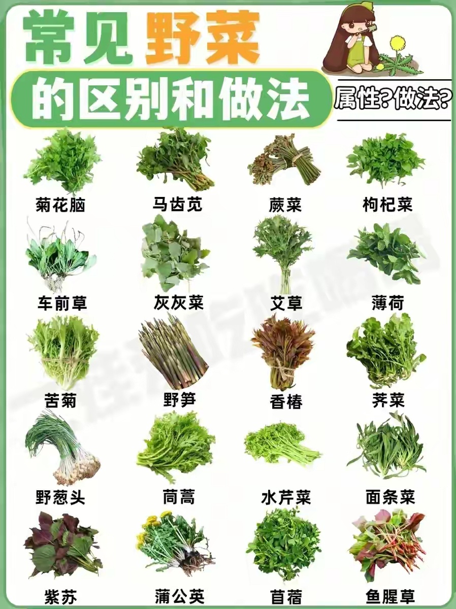 20种常见的野菜区别和做法