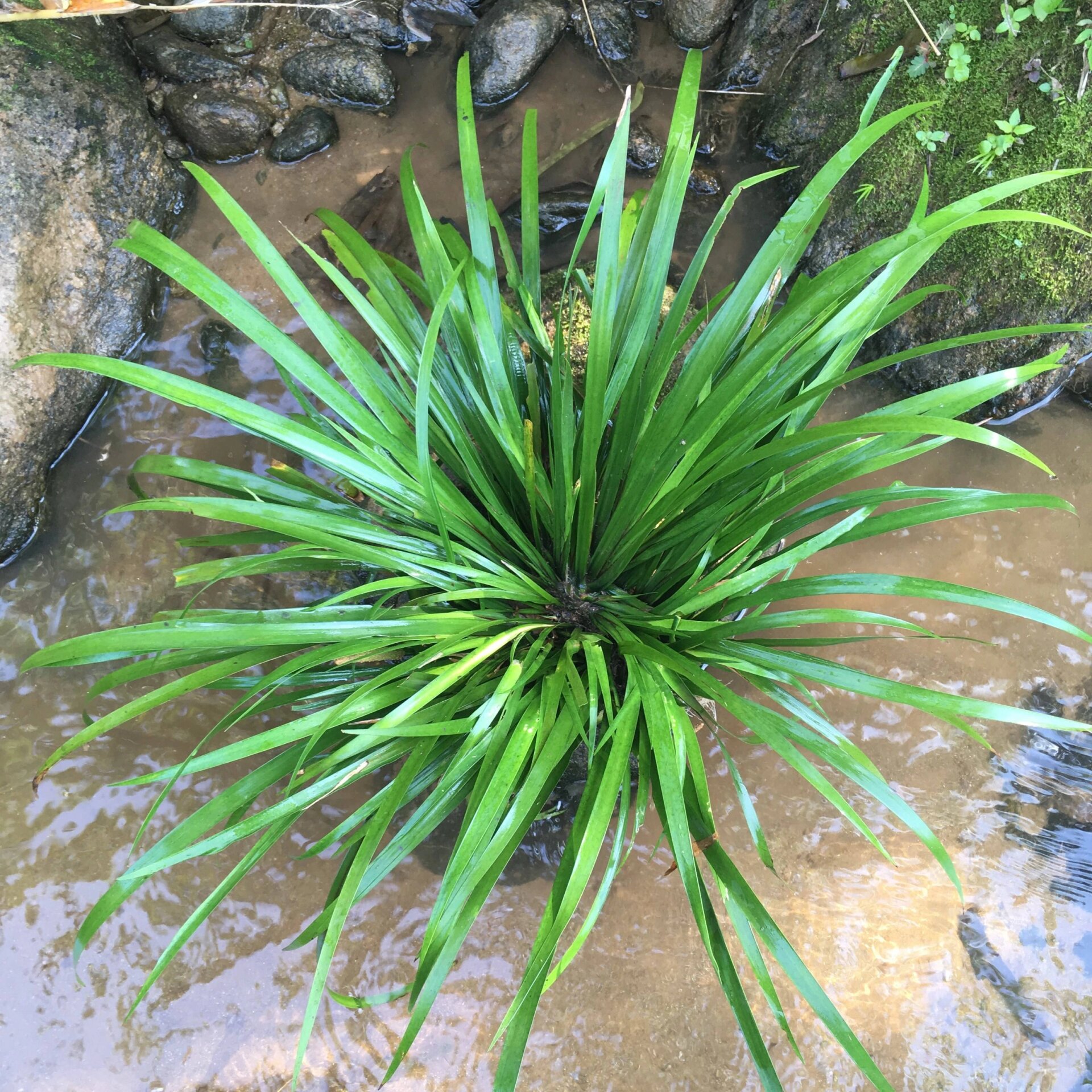 石菖蒲真实图片