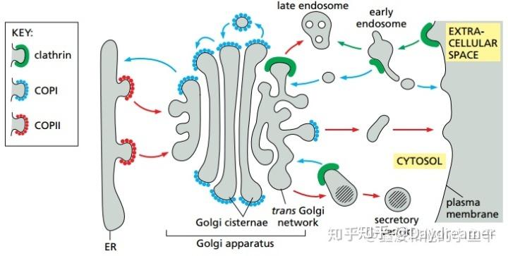 高尔基体顺面和反面图片