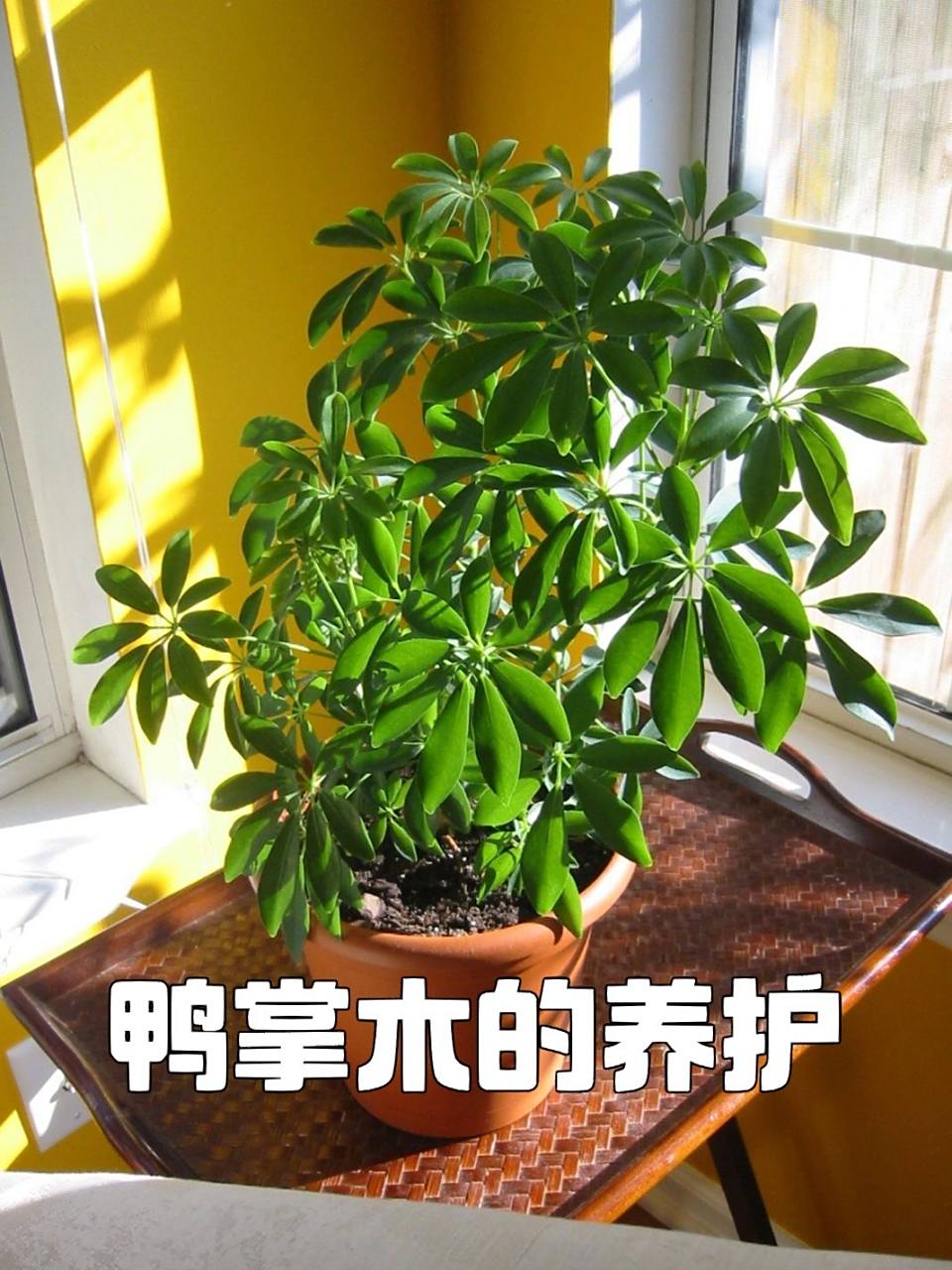 鸭掌木的养护 鸭掌木别名鹅掌柴,鹅掌木,鸭脚木,是一种非常好养的观叶