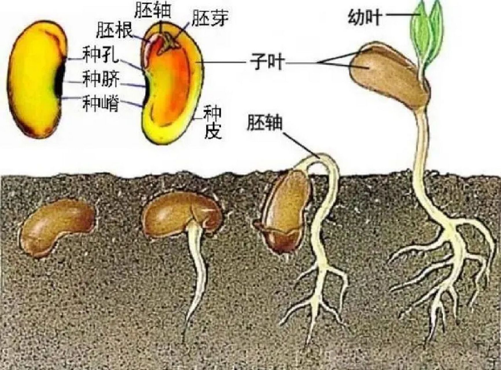 生命的种子图片