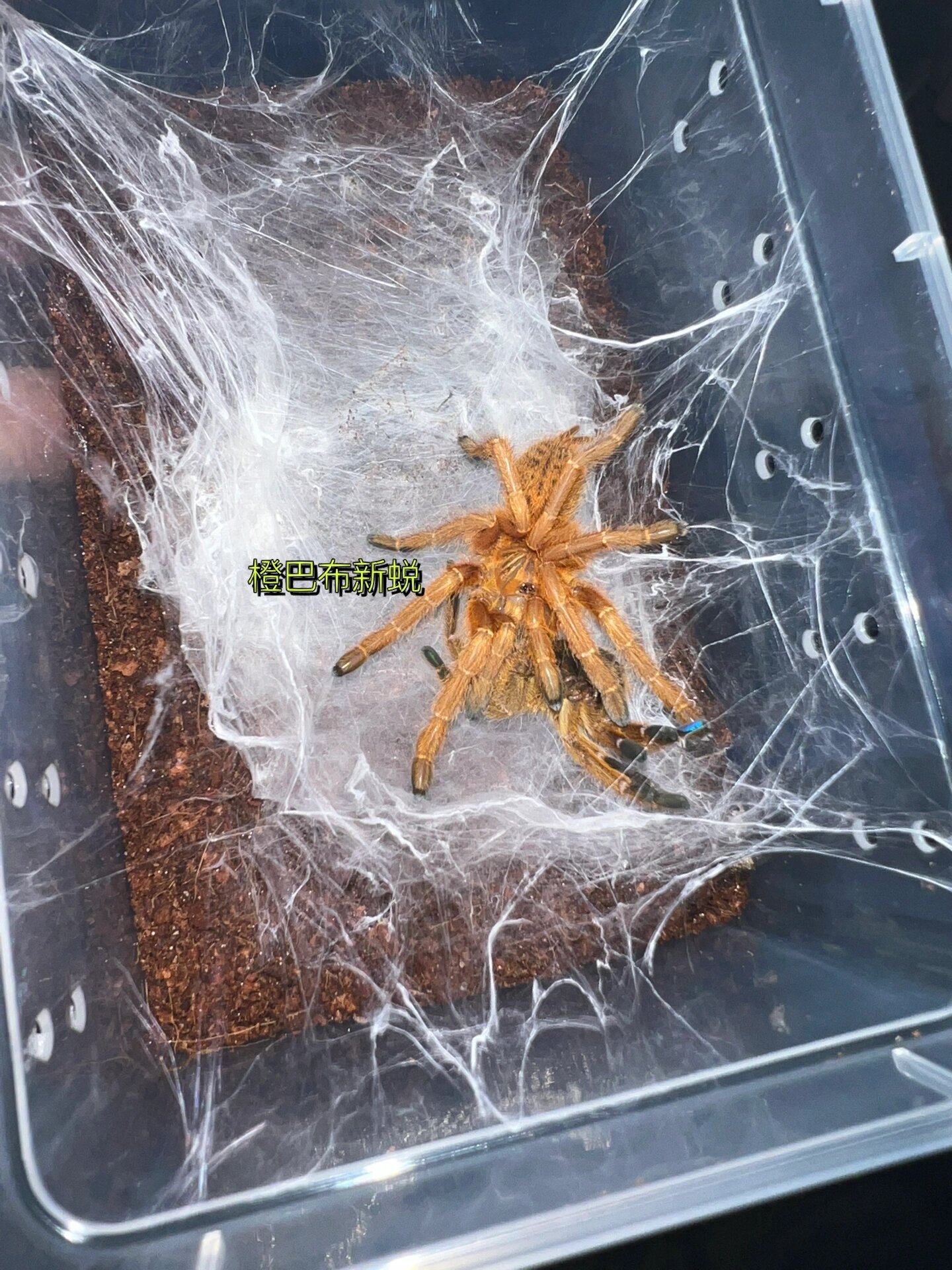 橙巴布蜘蛛
