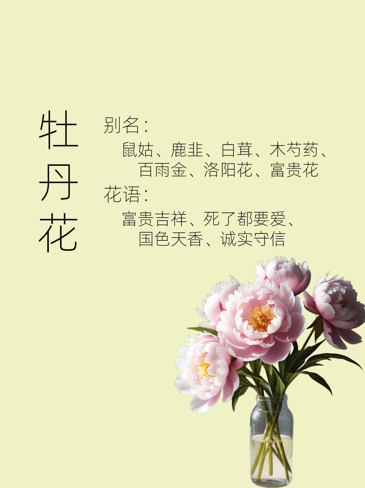 牡丹花的样子介绍图片