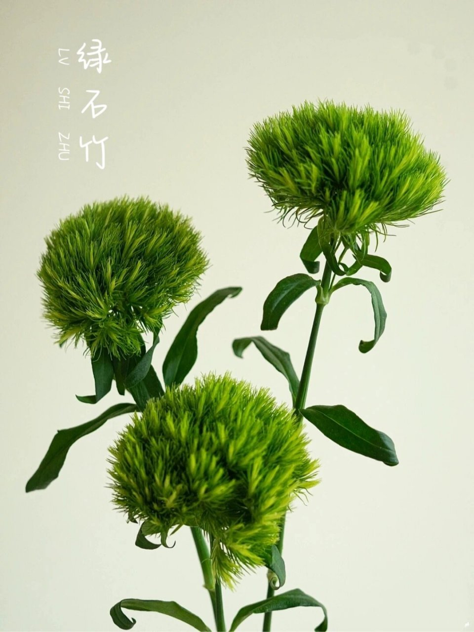 每天认识一种花063/绿石竹 76花材:绿石竹 76别称:绿毛球,石竹球