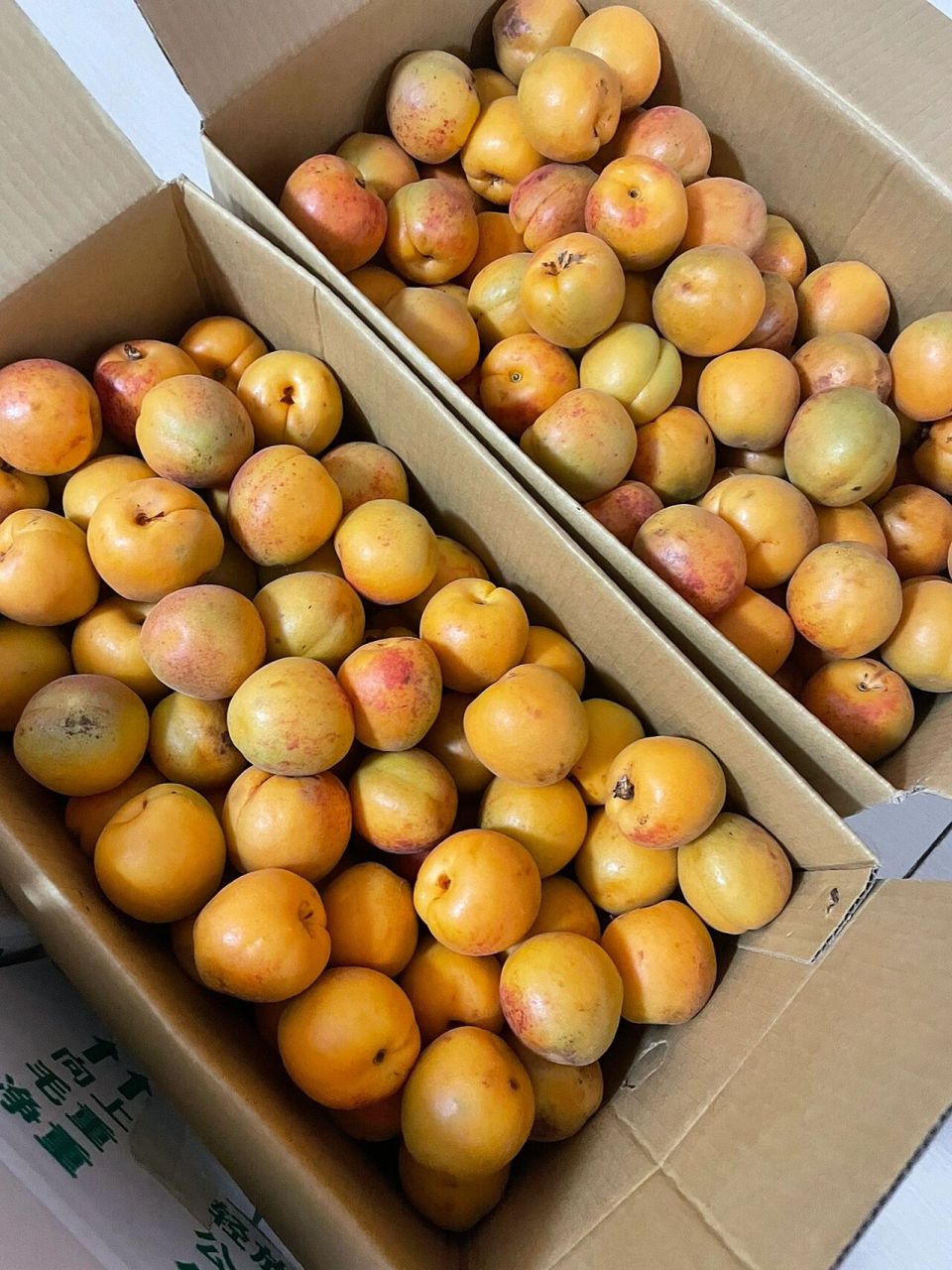 北寨红杏 # 最近两年每年这时候都要去一趟平谷北寨,一大早直接