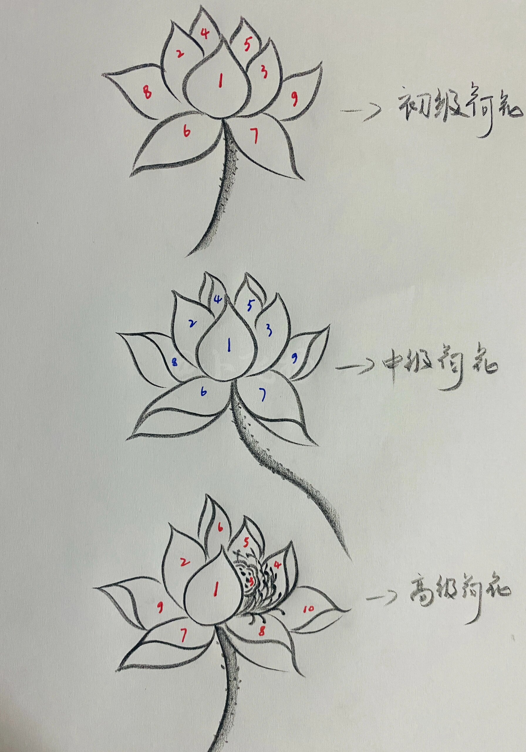 分享零基础简单画荷花画法步骤