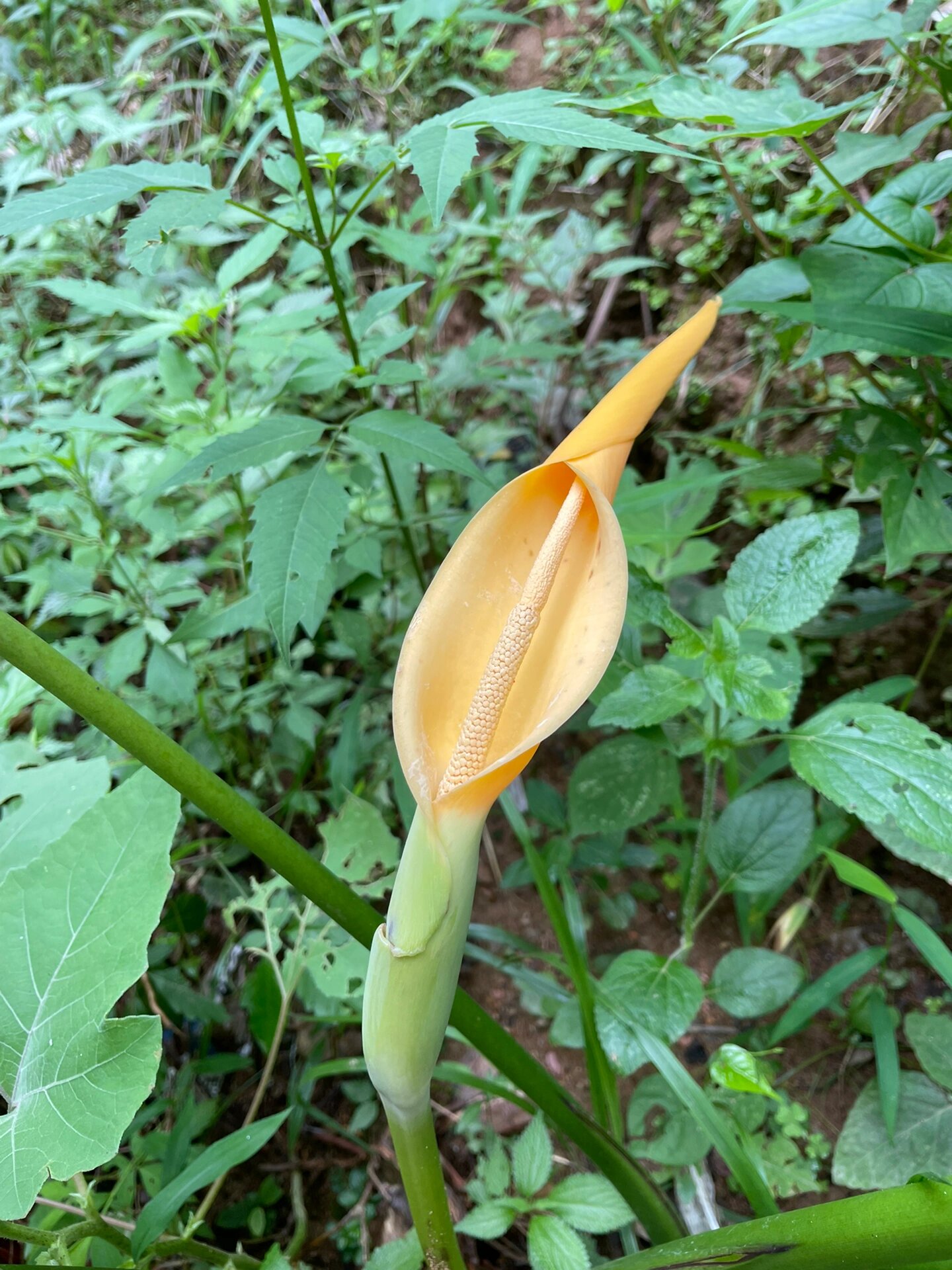 花叶芋开花的图片图片