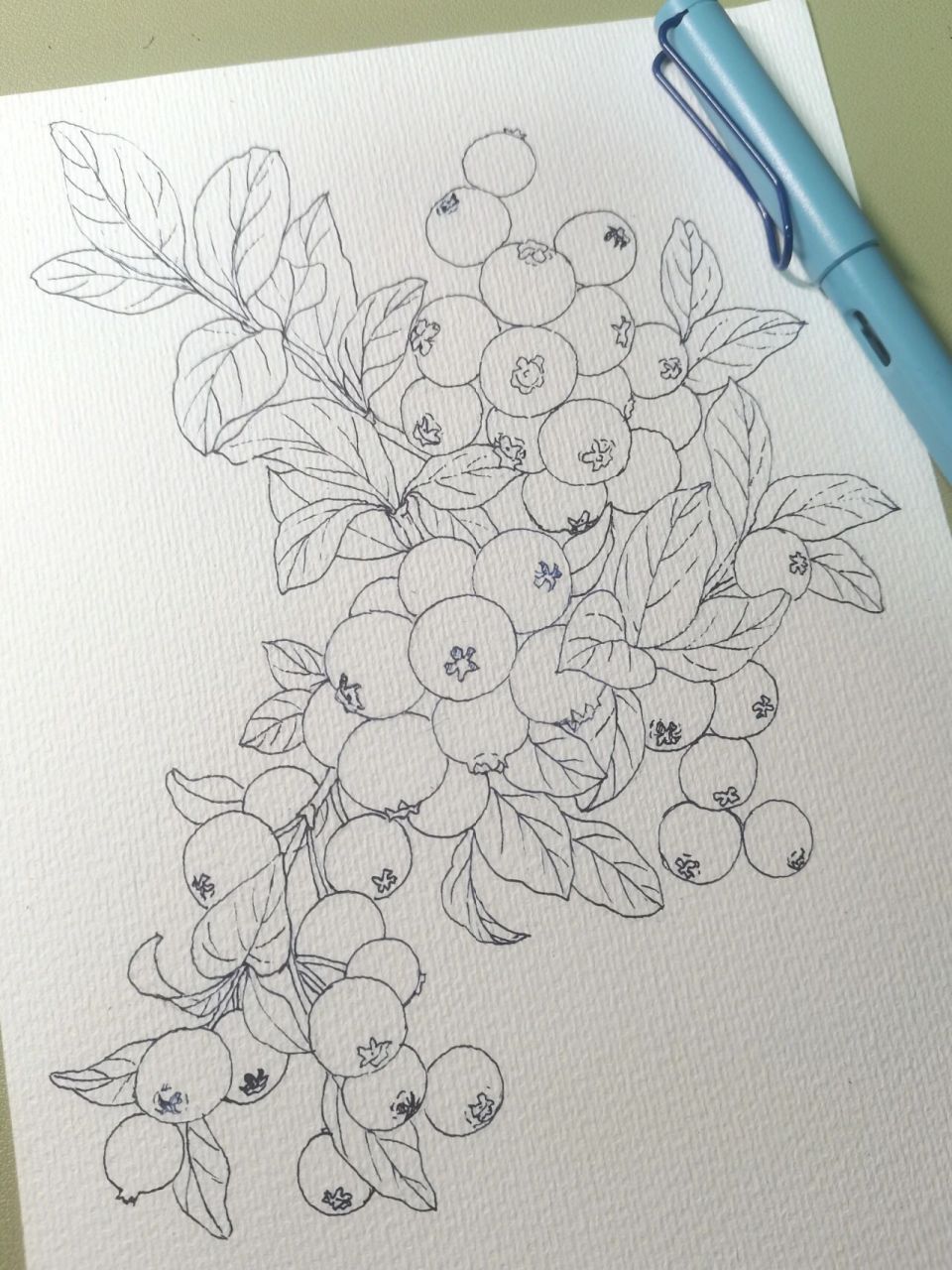 蓝莓线稿 明日上色