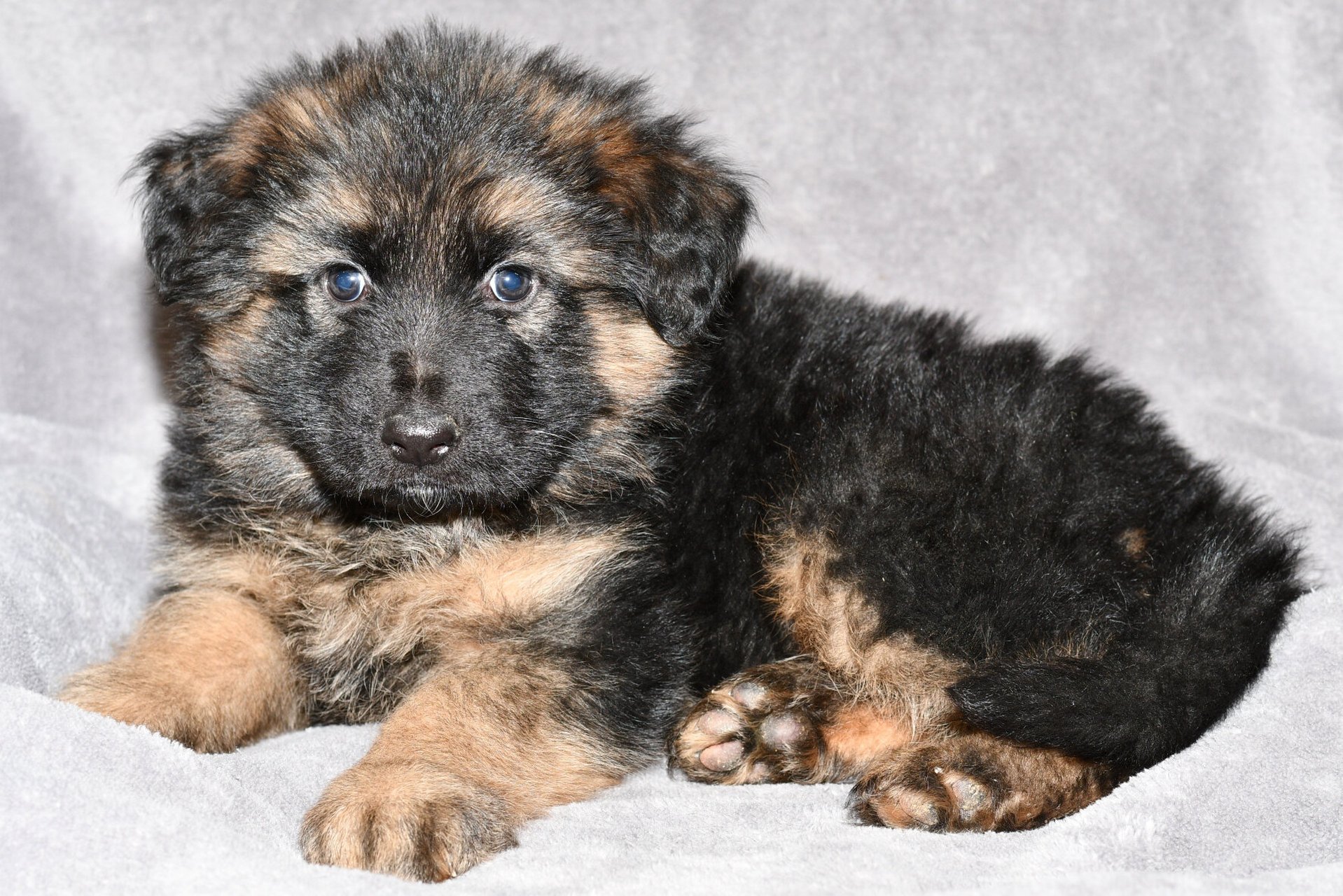 小德牧幼犬图片