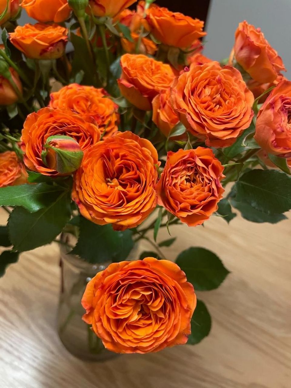 橙色芭比花语介绍 橙色芭比花语:温暖温馨,橙色芭比属于暖色系,给人一