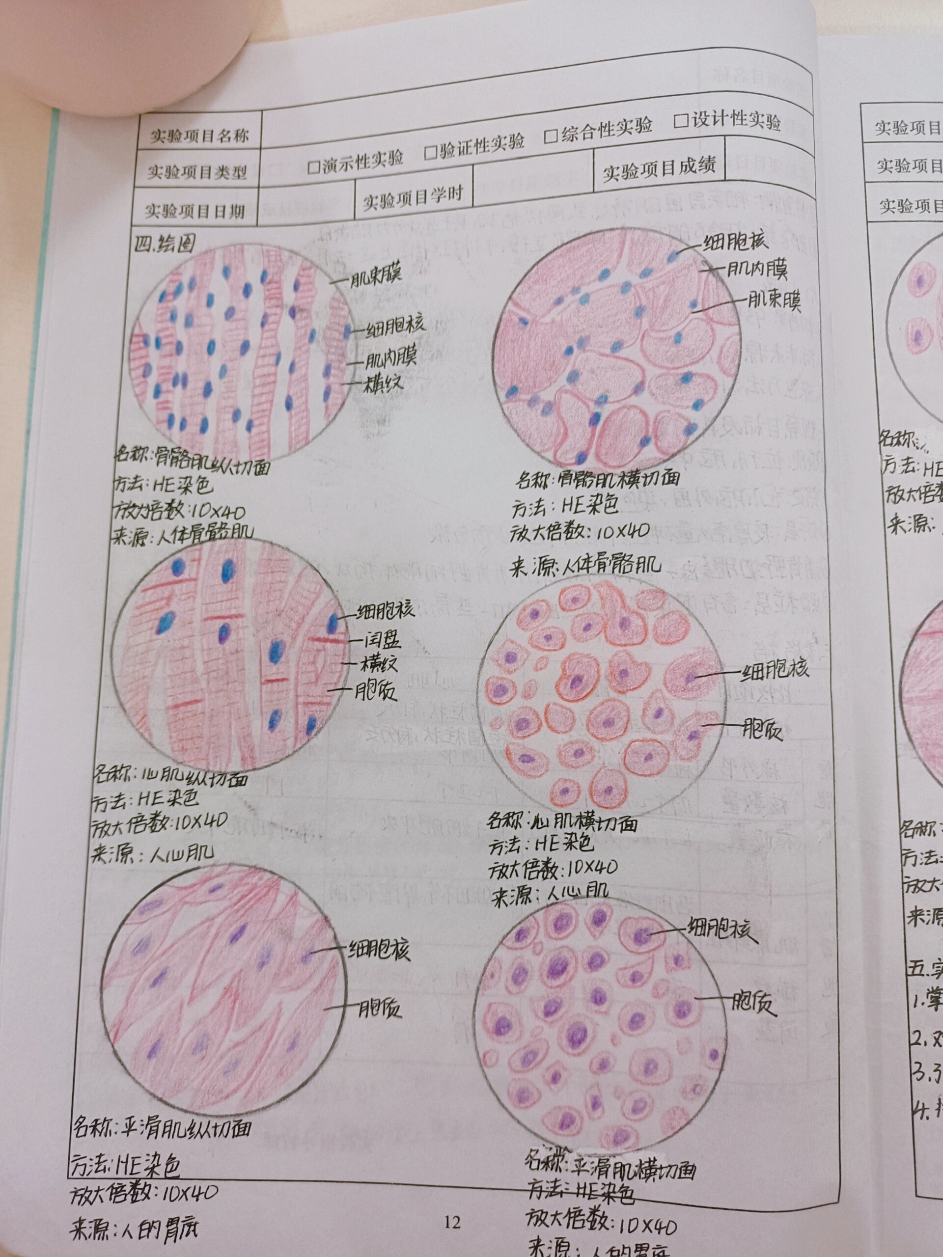 肌组织红蓝铅笔手绘图图片