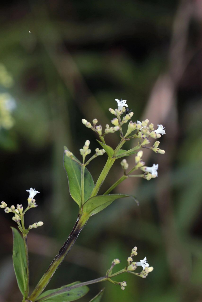 金草 金草(hedyotis acutangula),茜草科毛瓣耳草属.