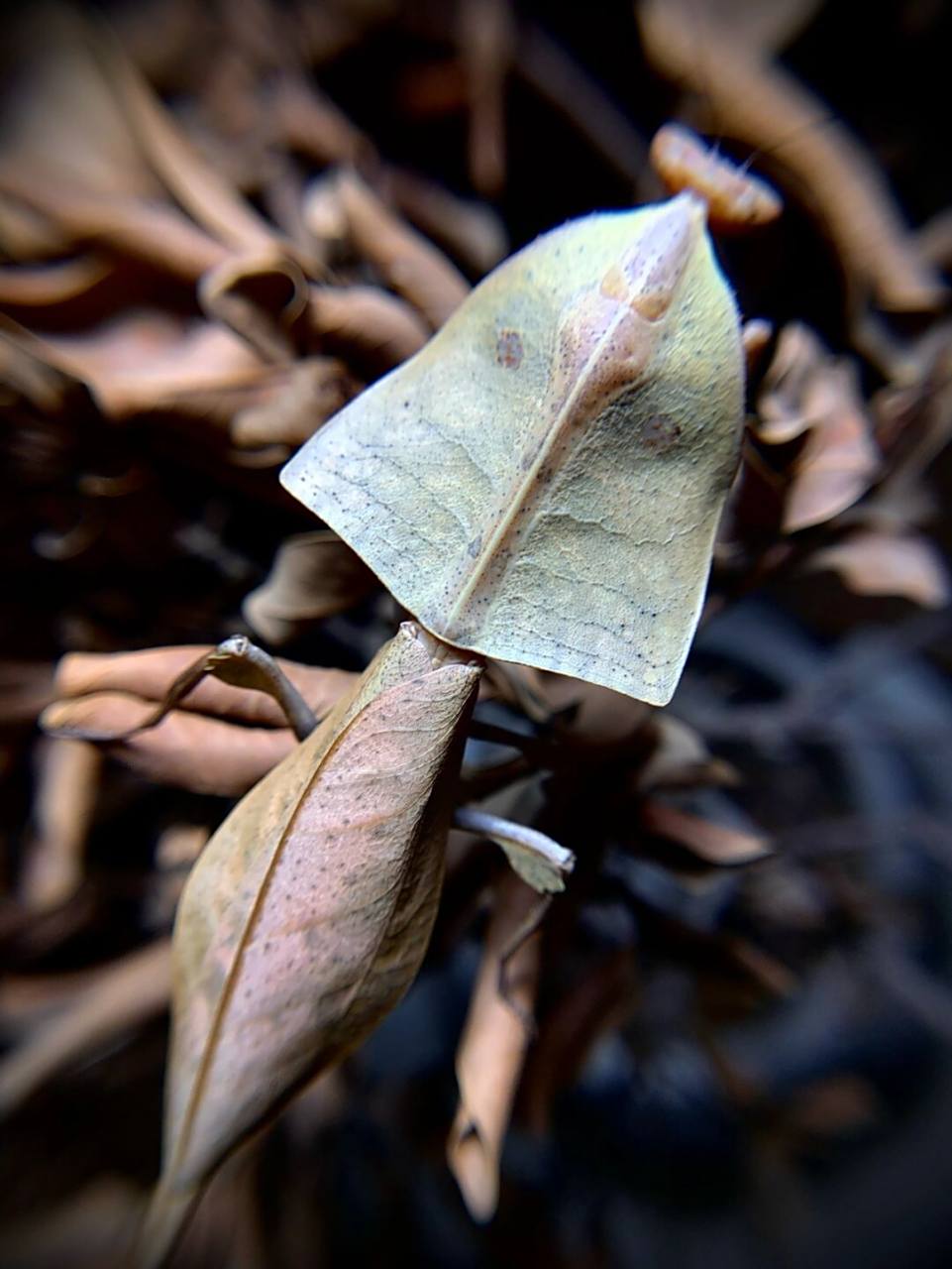 眼镜蛇枯叶螳螂94 原产地为马来西亚,其背部拓展完全拟态枯叶,翅膀