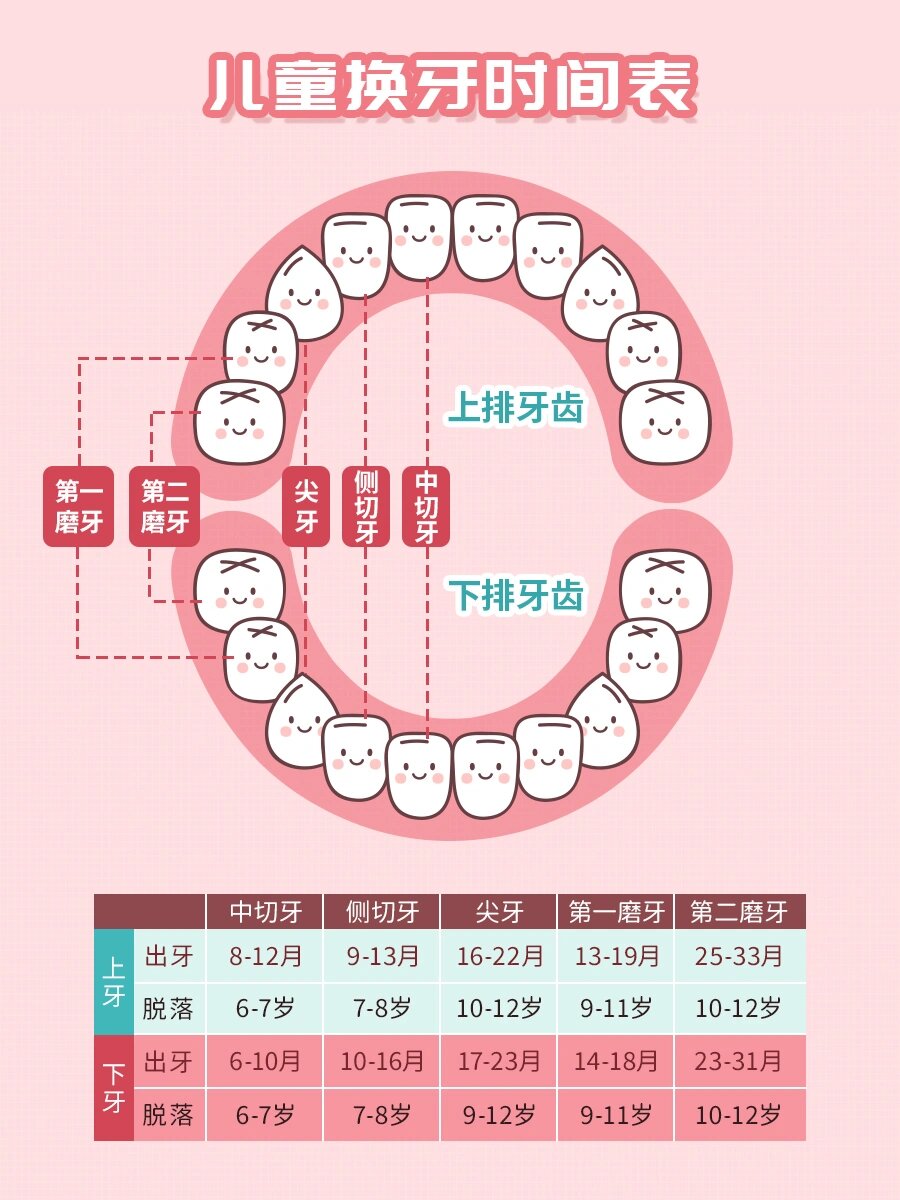 小孩哪些牙齿会换图片