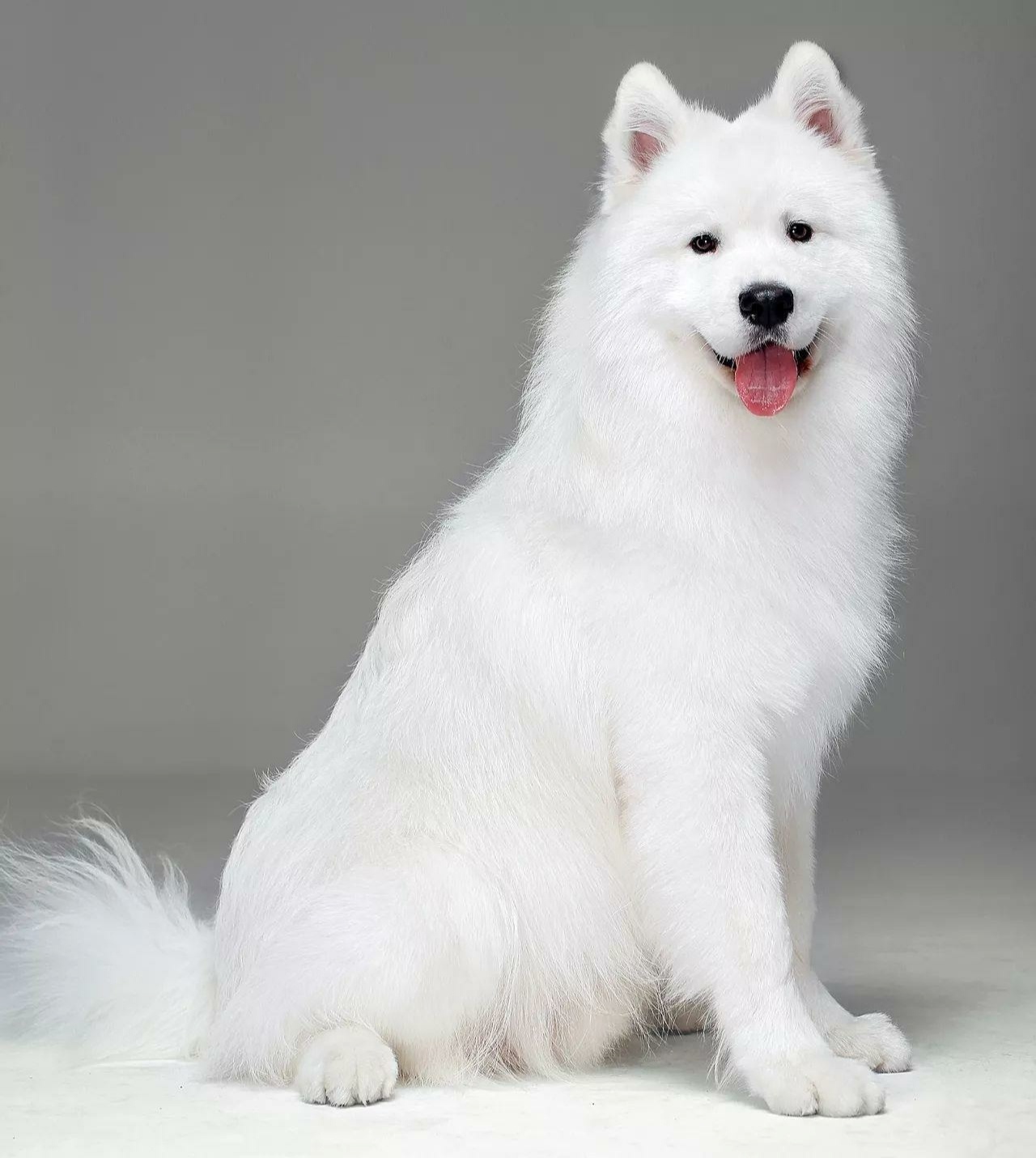 犬种介绍~萨摩耶