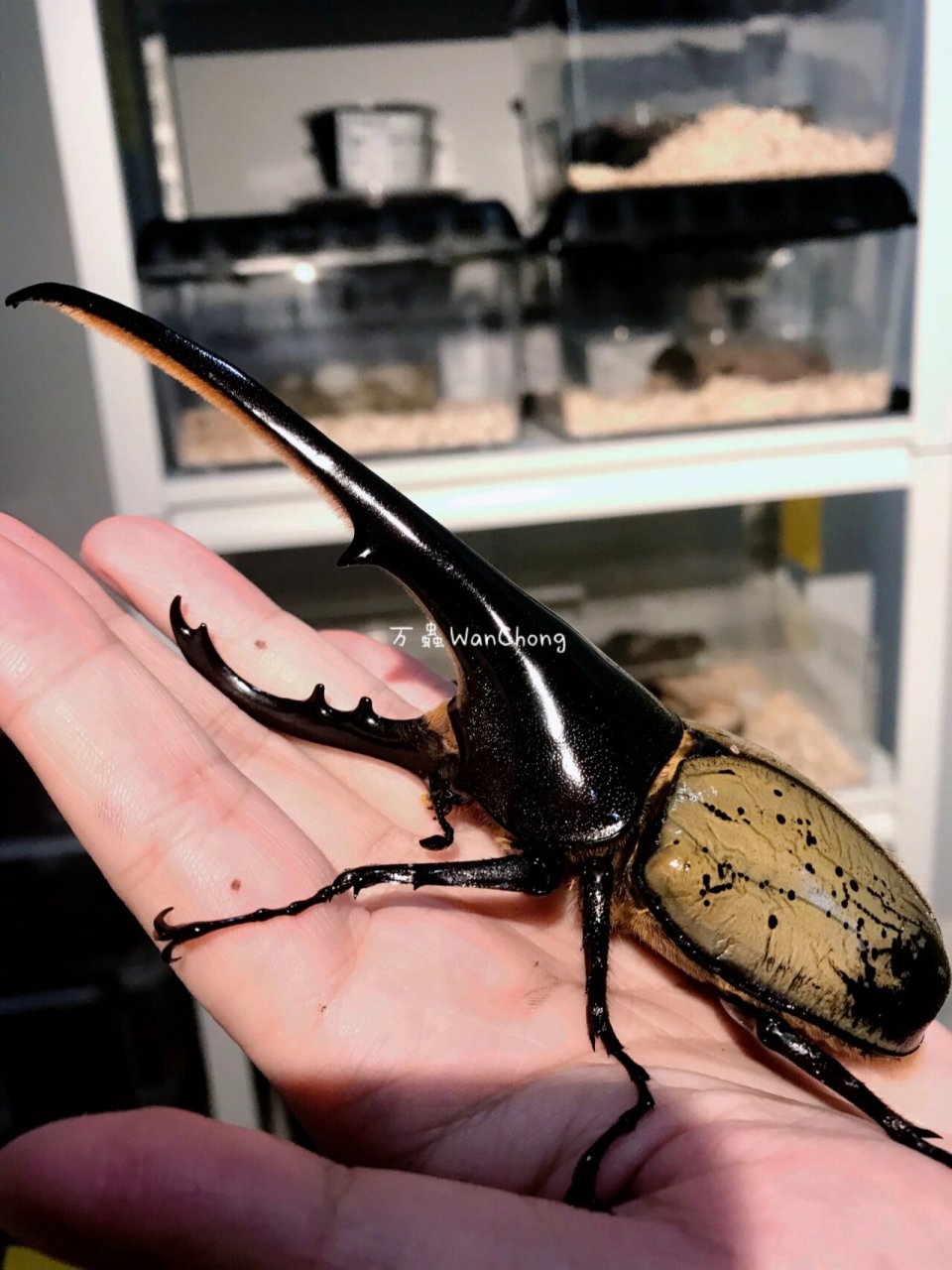 这"大长腿"shei顶得住!