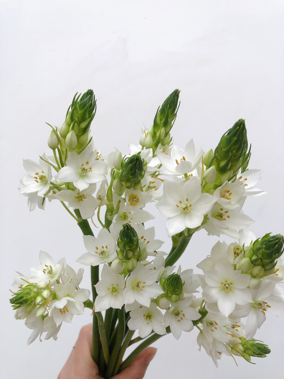 裸花【白色雀梅】 97971扎10枝长度约35厘米左右 2扎35陆运,39