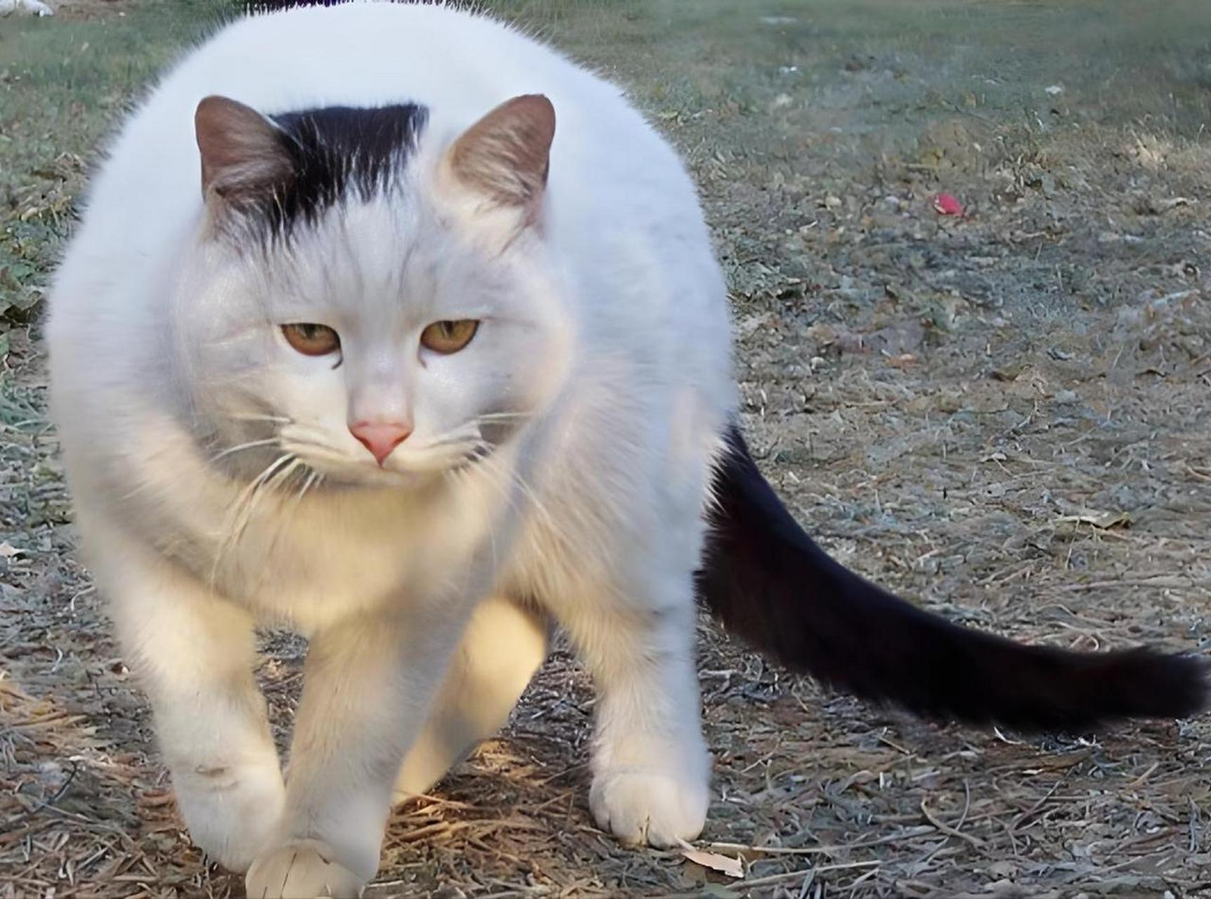 你不知道的猫咪——鞭打绣球 鞭打绣球,首先以其独特的毛色和体态吸引