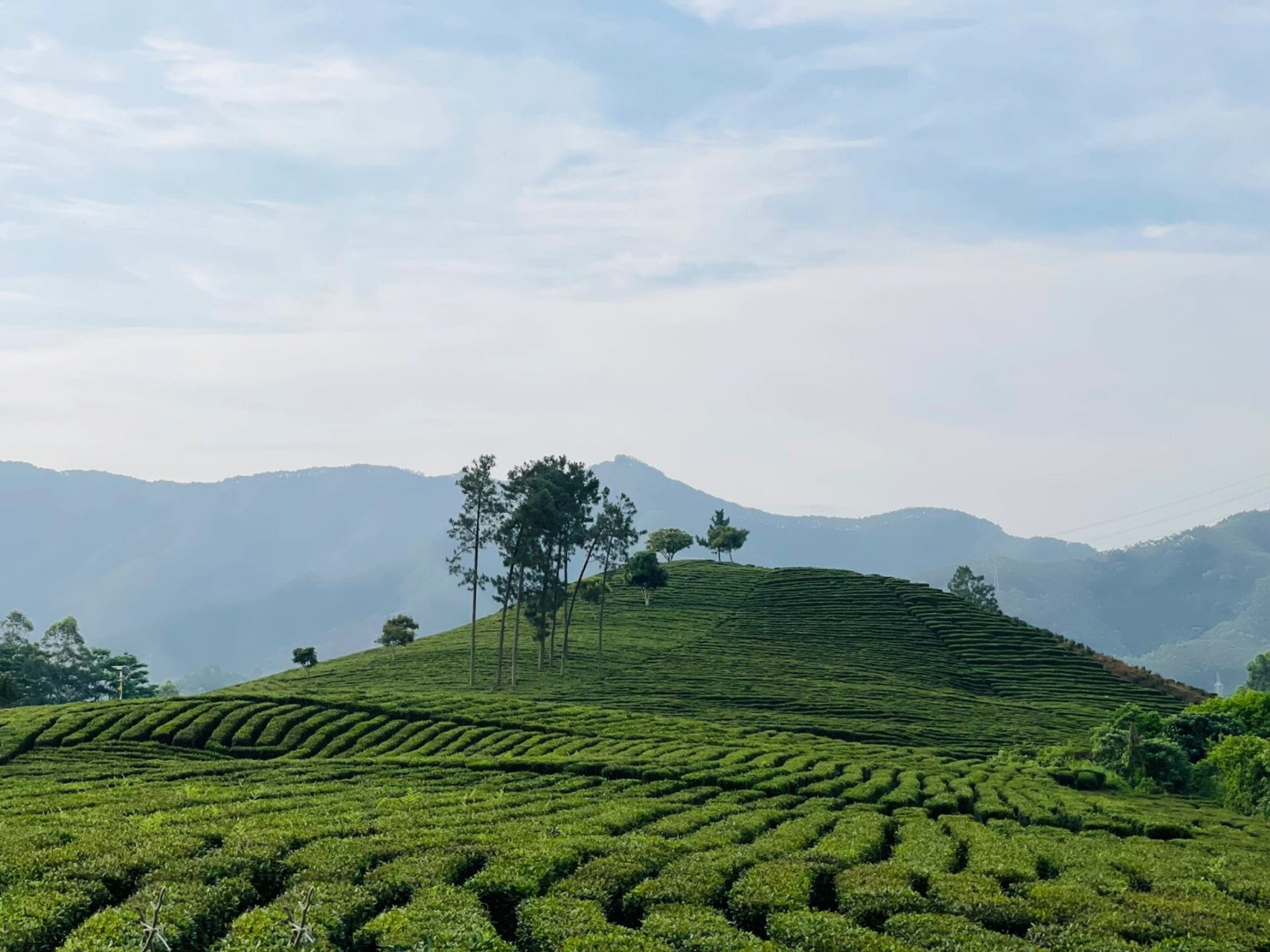 惠州小众旅游景点|柏塘万亩茶园and古榄园 定位:惠州柏塘沁香园生态