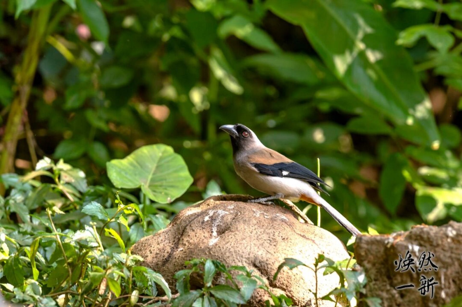 灰树鹊 灰树鹊在《中国鸟类野外手册》编号633(学名:dendrocitta