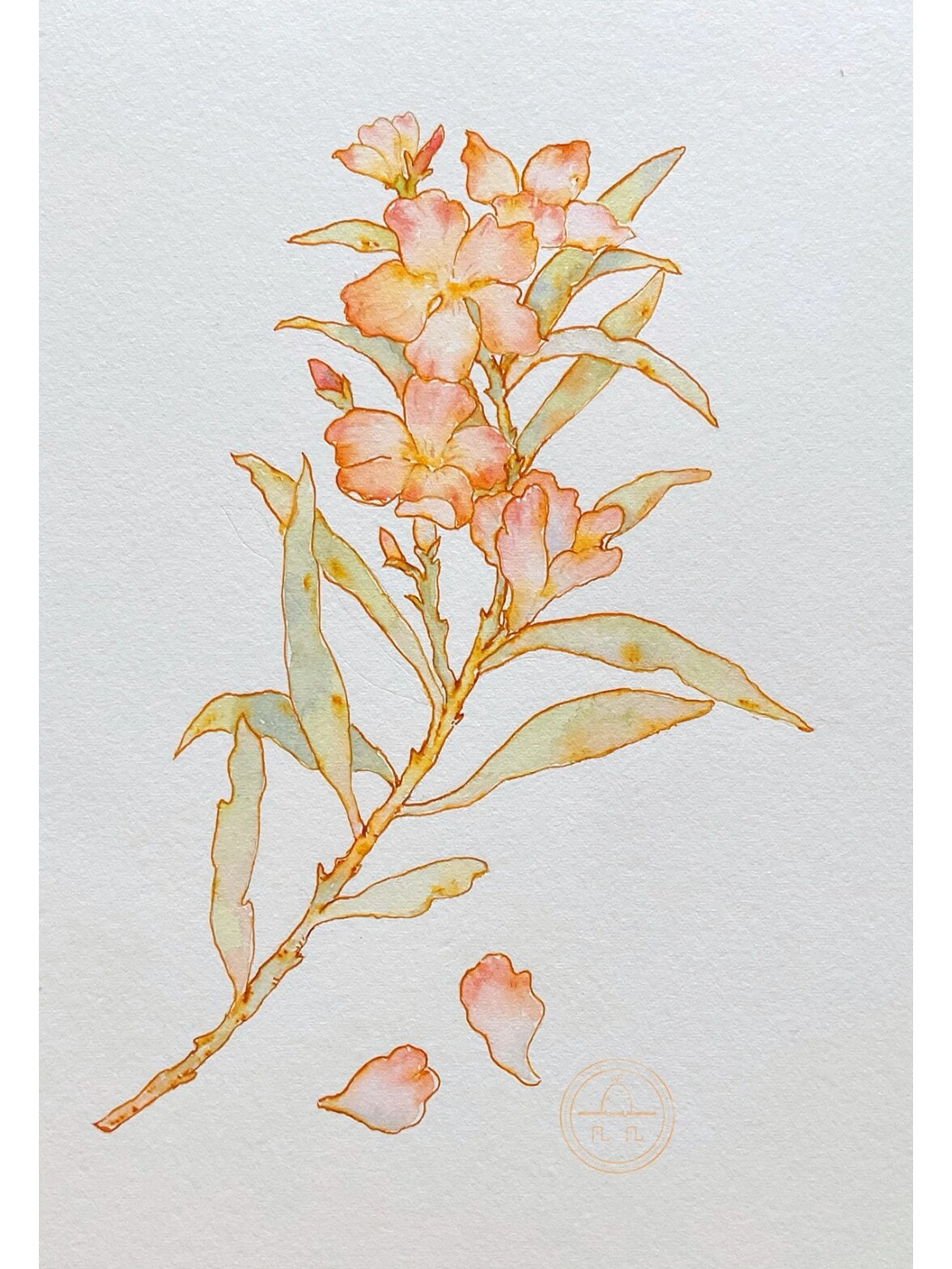 夹竹桃上色 线稿 这次是手绘 老老实实的用笔画的 有点小意外是,用来