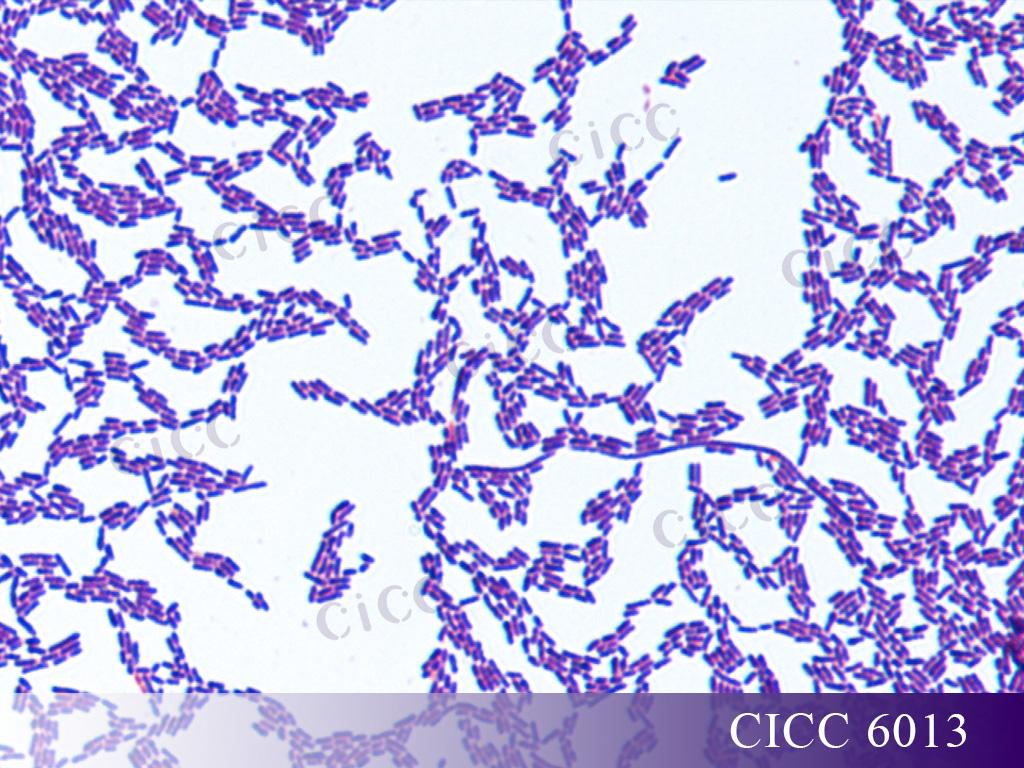 嗜酸乳杆菌显微镜图片图片