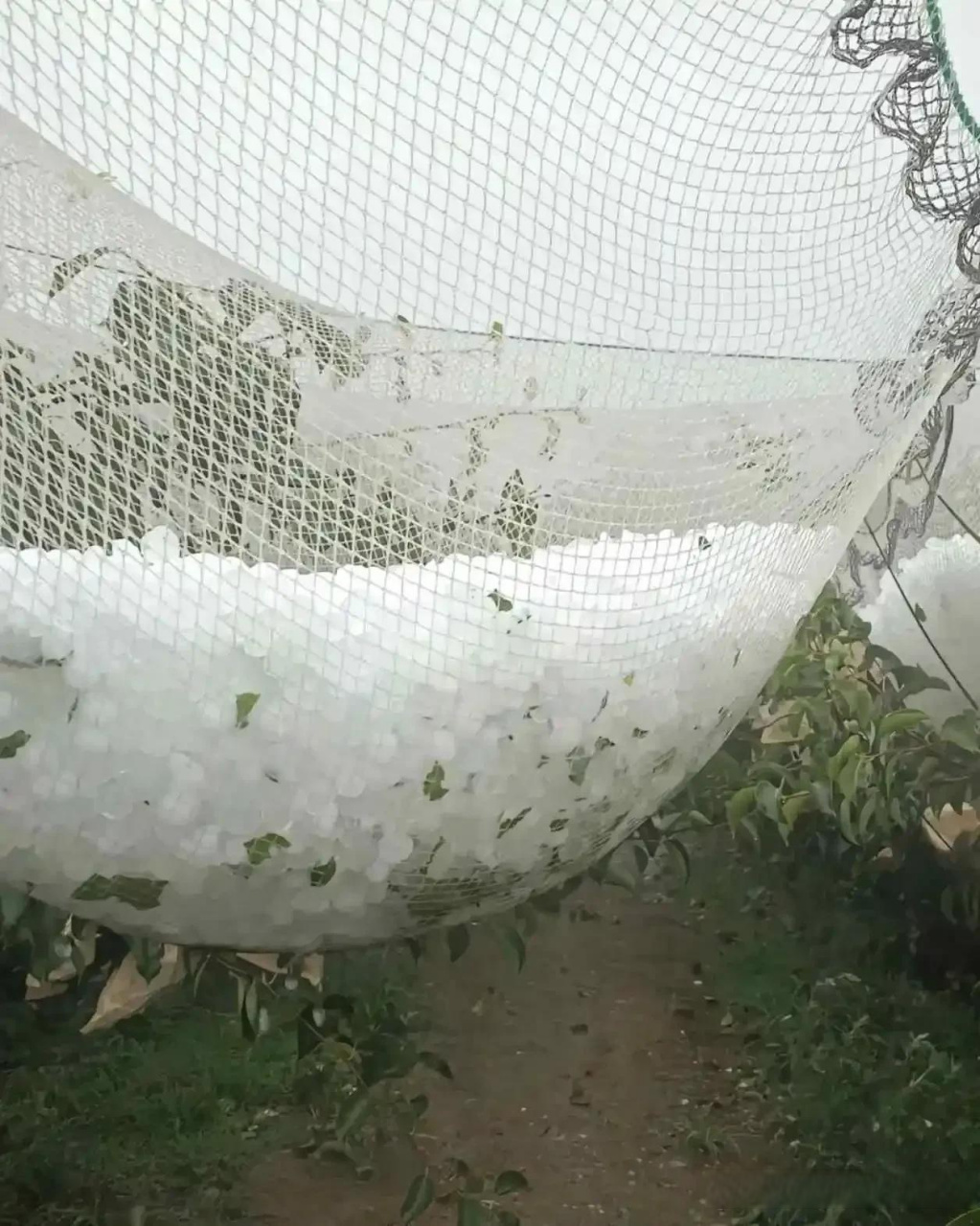 据说昨天淄博的临淄下冰雹了,而且下的冰雹好大好大,不知道农民的庄稼