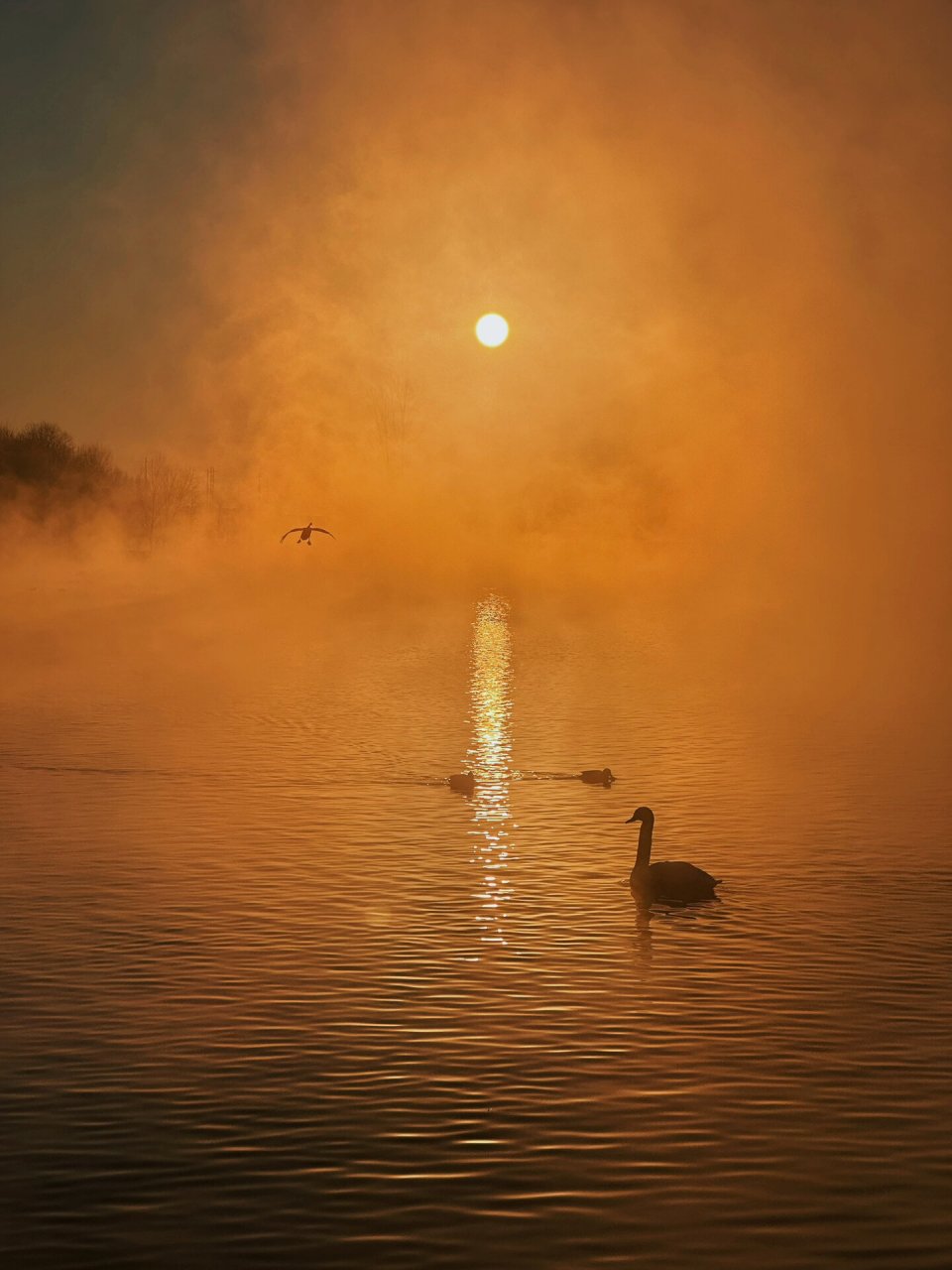 伊宁的天鹅06我从去年看到今年,太治愈了96 你会为了一群西伯利亚
