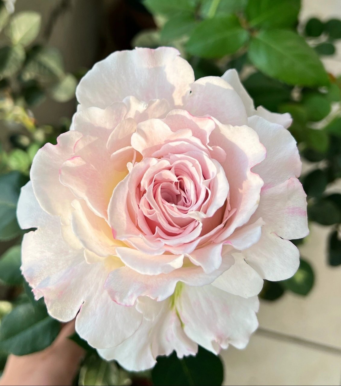 贝拉琳达小仙女月季/仙女琳达