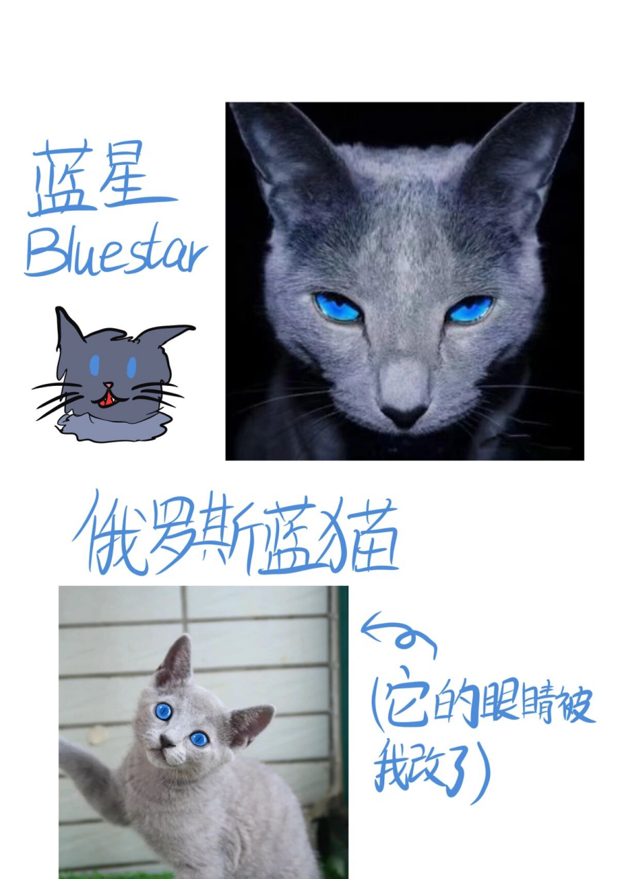 猫武士对应品种第一期 火星和沙风是传说中的"夫妻相"?