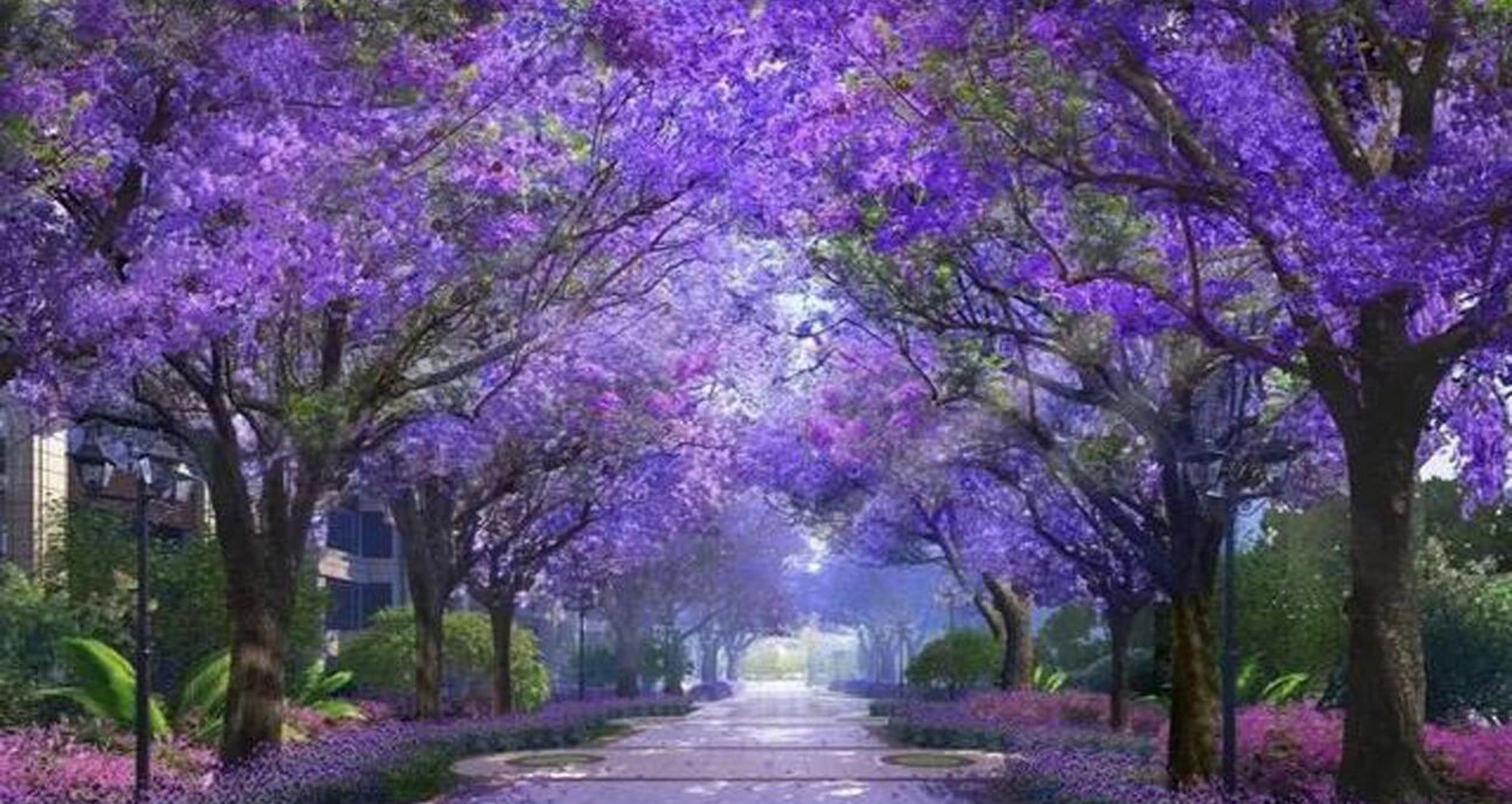蓝花楹主题公园 昆明网红大道,昆明蓝花楹拍照最好看的地方,长约两