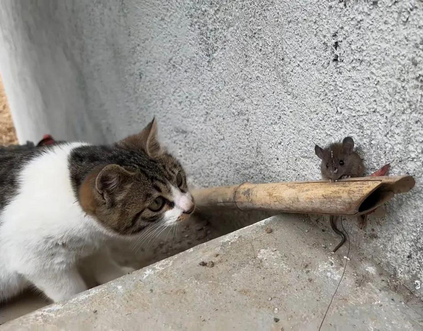 狸花猫盯上了一只小老鼠,它不急着抓,要先逗着玩一会.