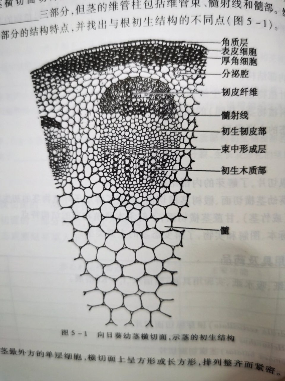 今天是向日葵茎横切片(已染色))