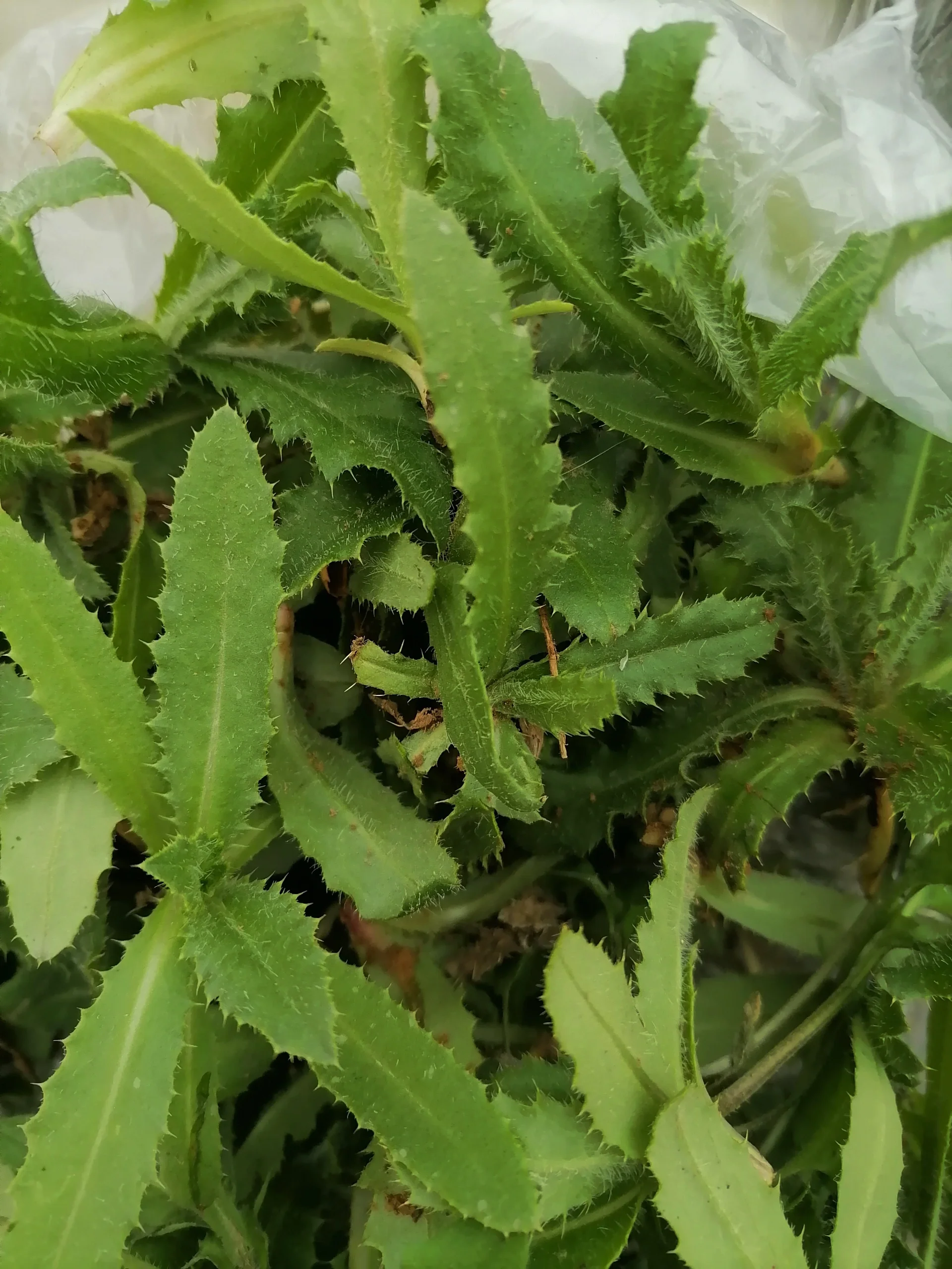 止血野菜:刺儿菜