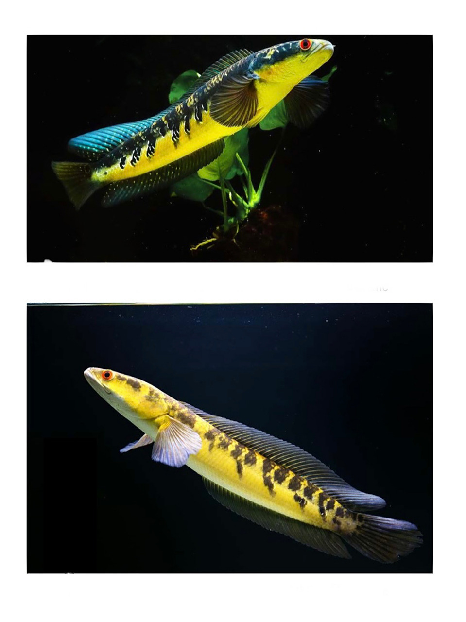 大型雷龙鱼介绍:黑魔神雷龙 大型雷龙鱼介绍:黑魔神雷龙