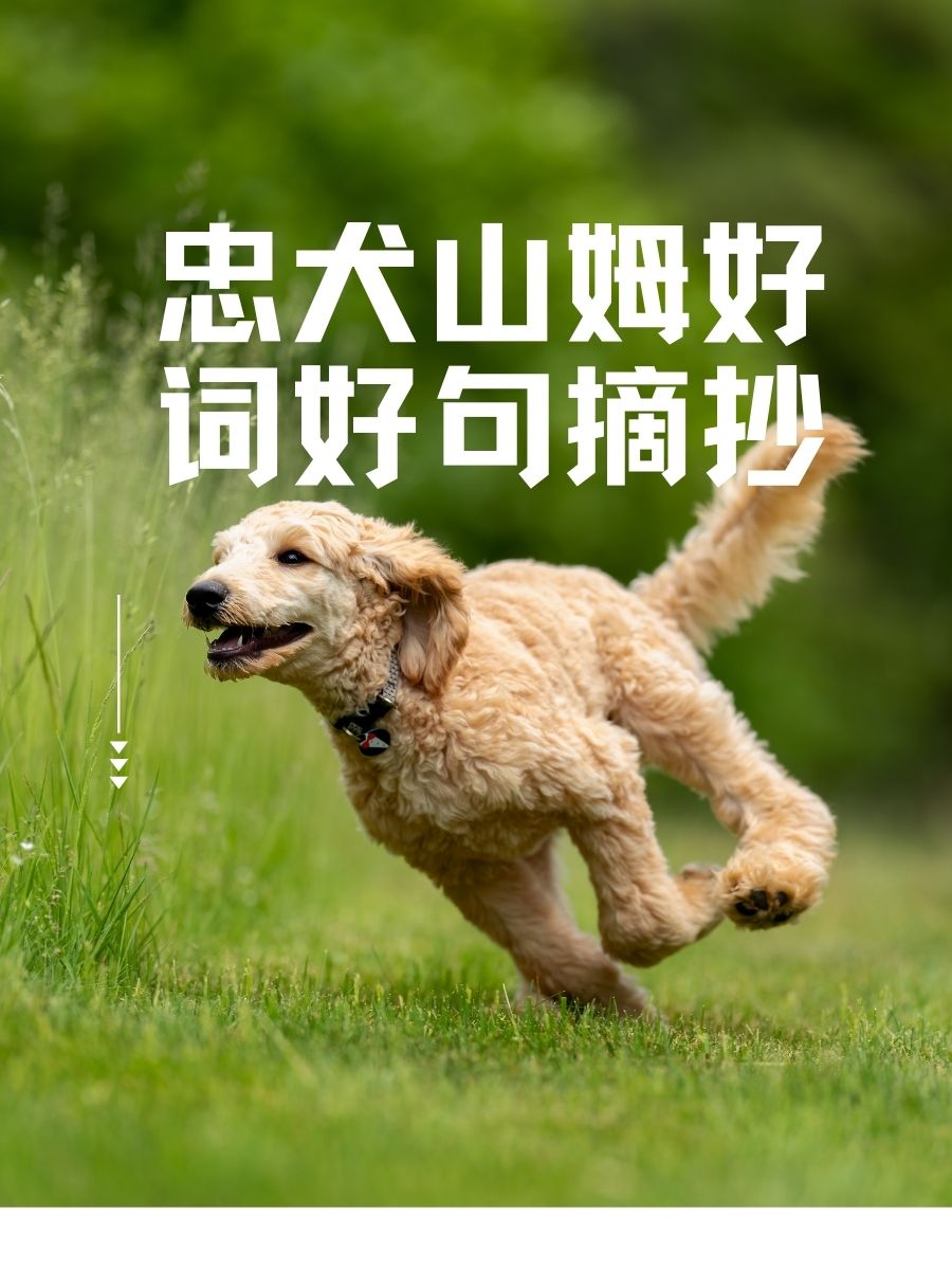 忠犬八公好词好句图片