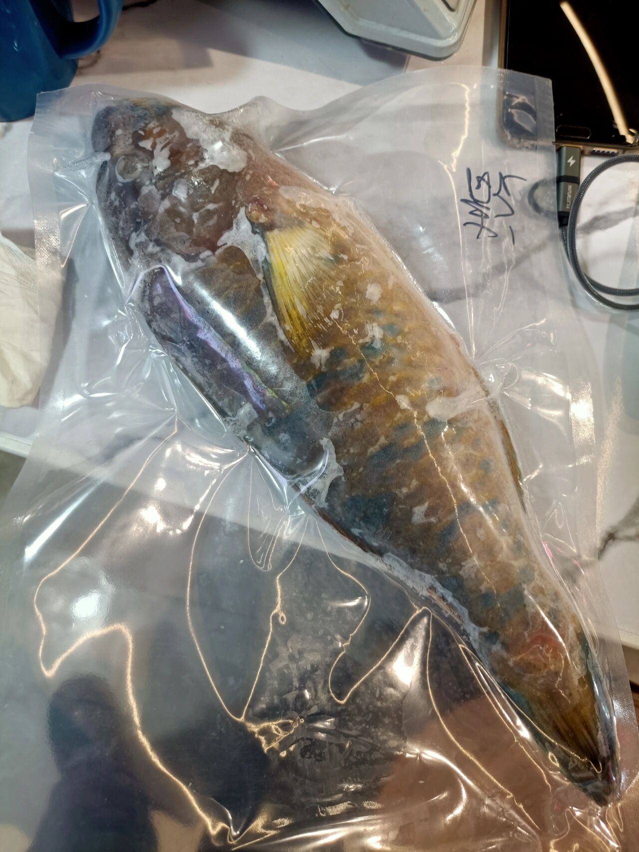 青衣:香港四大名鱼之二 青衣,学名舒氏猪齿鱼.