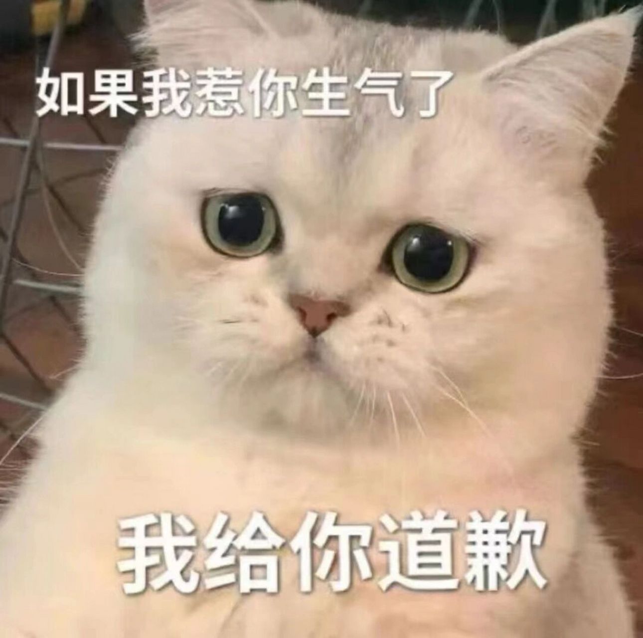 情侣表情包第一弹|猫咪哄人日常 和喜欢的男生聊天必备小猫咪!喵呜