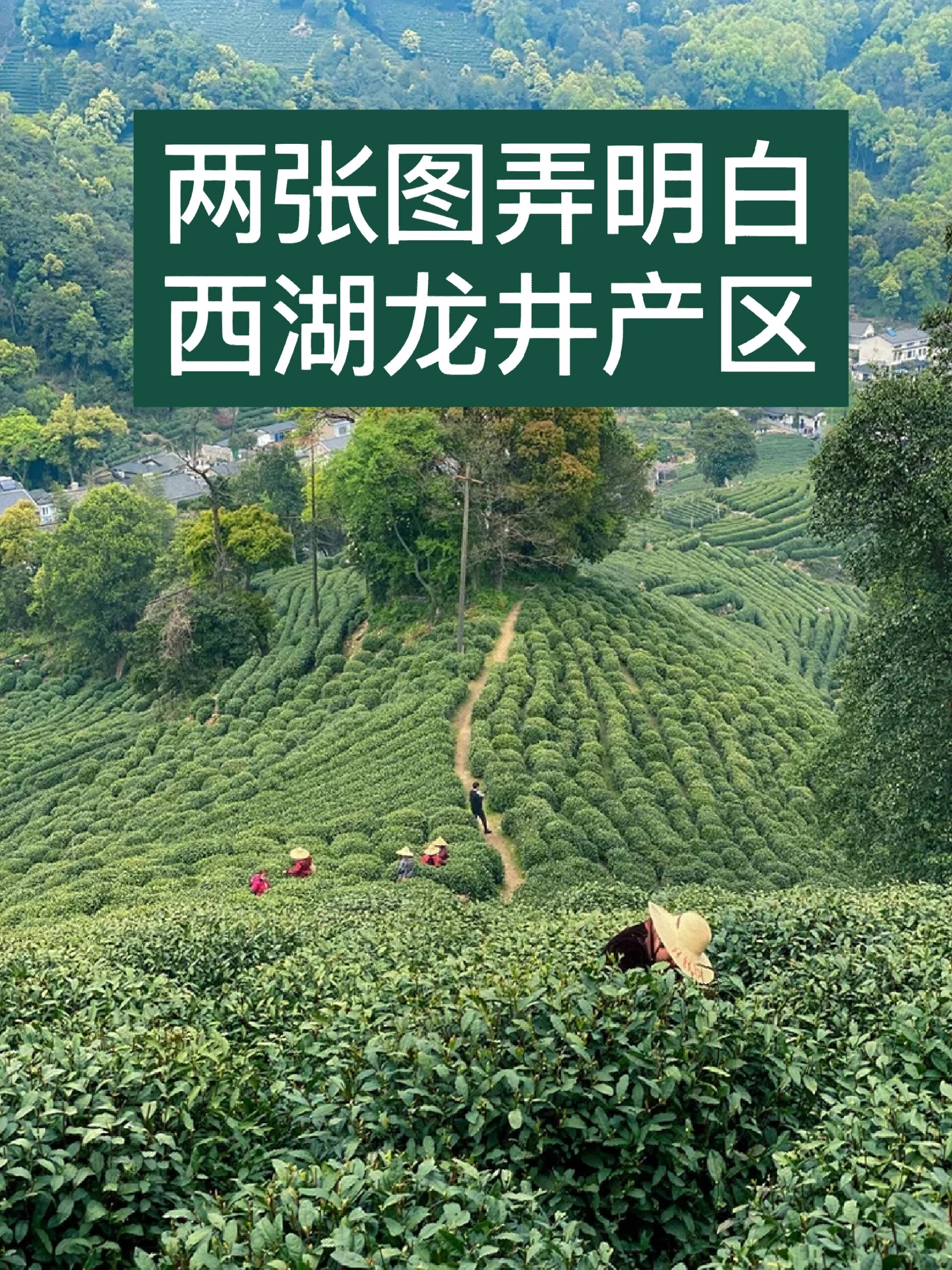 两张图弄明白西湖龙井产区