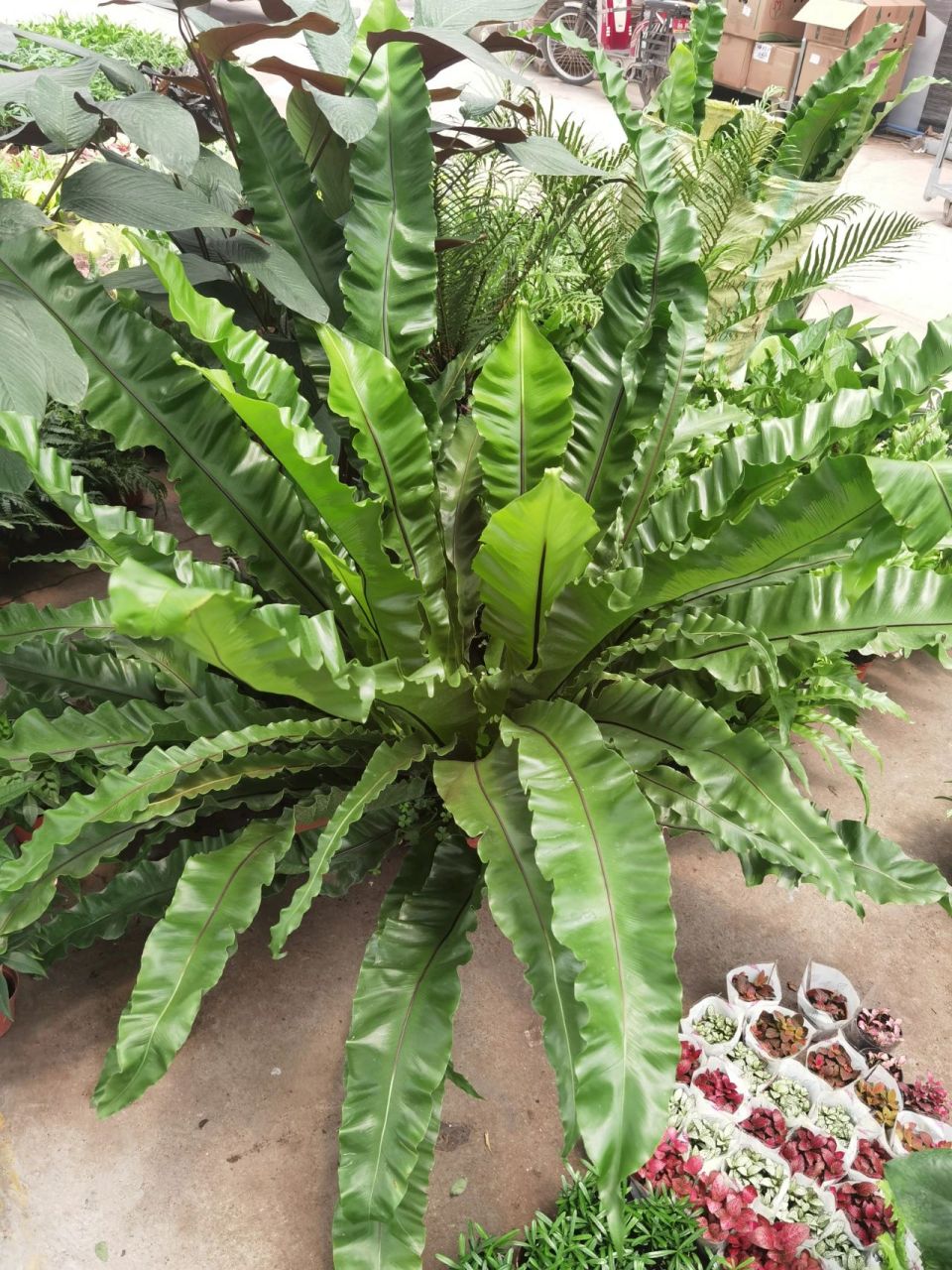 山苏全名为台湾山苏花 山苏全名为台湾山苏花,由于它的叶片向上斜举