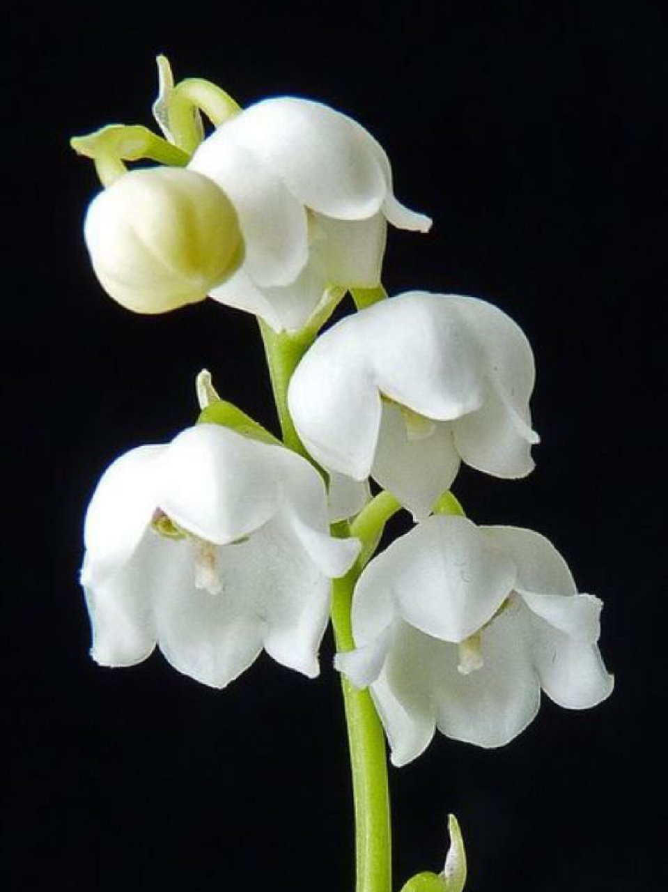 no4:象征幸福的铃兰 7815铃兰在法国是拥有幸福的象征,法国人有