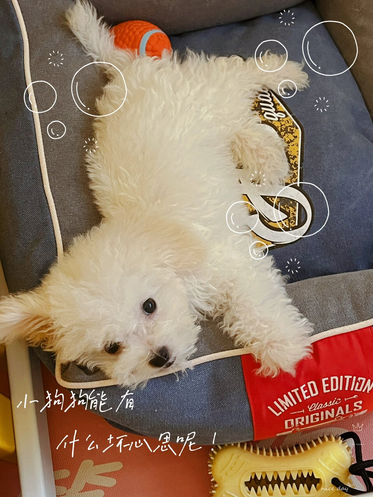 四个月小体比熊 111天的小比熊 背长23cm 体重2斤 一天三顿少量狗粮